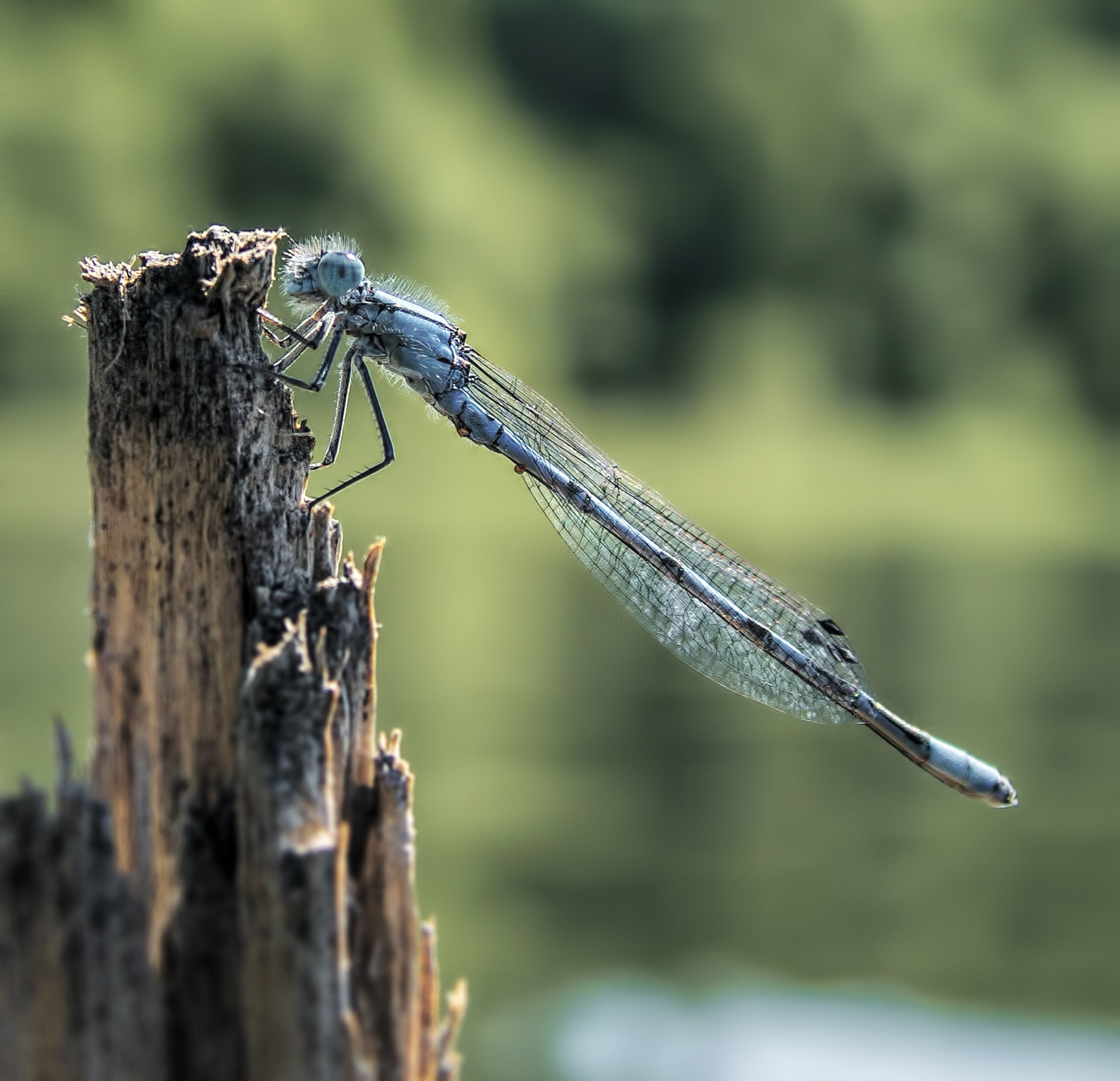 Sony ILCA-77M2 + Sigma ZOOM-alpha 35-135mm F3.5-4.5 sample photo. Dragonfly photography