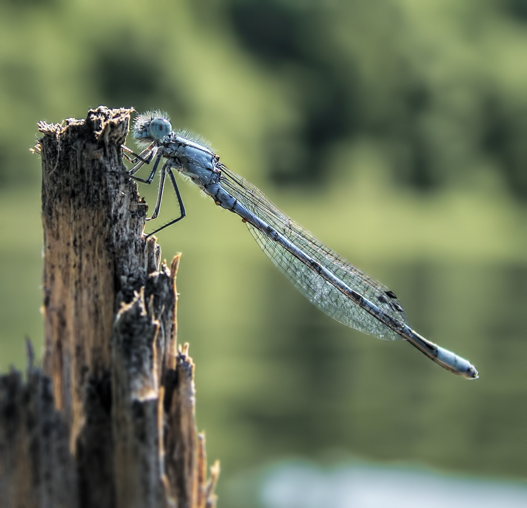 Sigma ZOOM-alpha 35-135mm F3.5-4.5 sample photo. Dragonfly photography