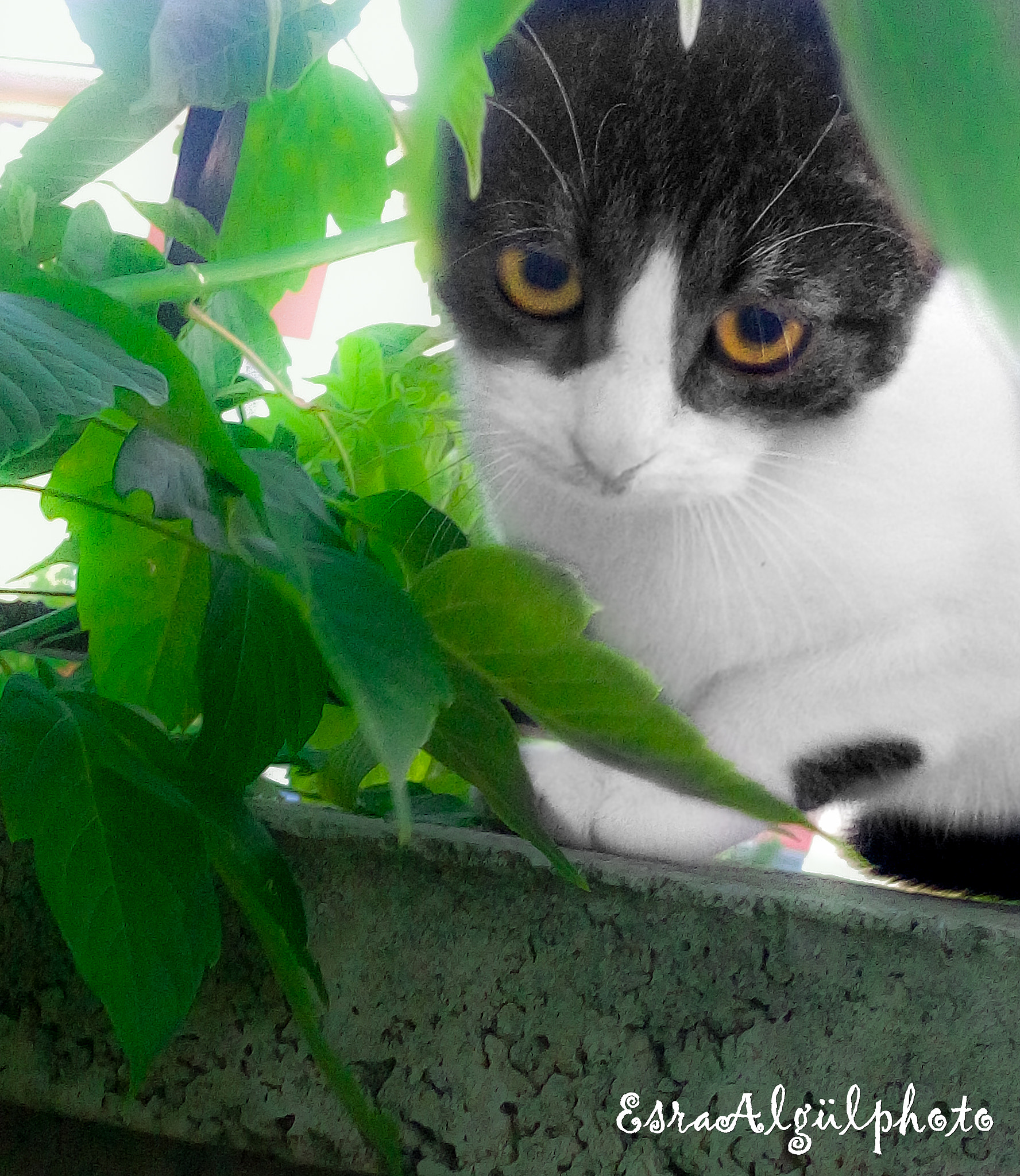 LG H542TR sample photo. Cat photography