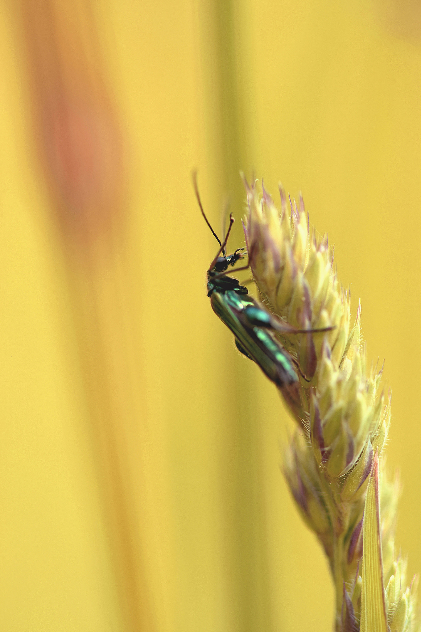 Nikon AF-S Micro-Nikkor 105mm F2.8G IF-ED VR sample photo. 1284 photography