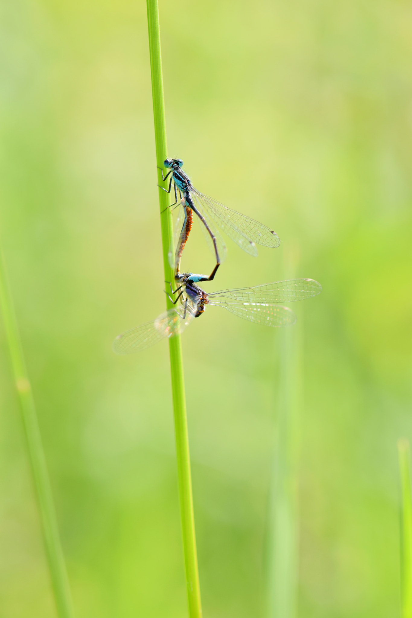Nikon AF-S Micro-Nikkor 105mm F2.8G IF-ED VR sample photo. Agrions en coeur copulatoire photography