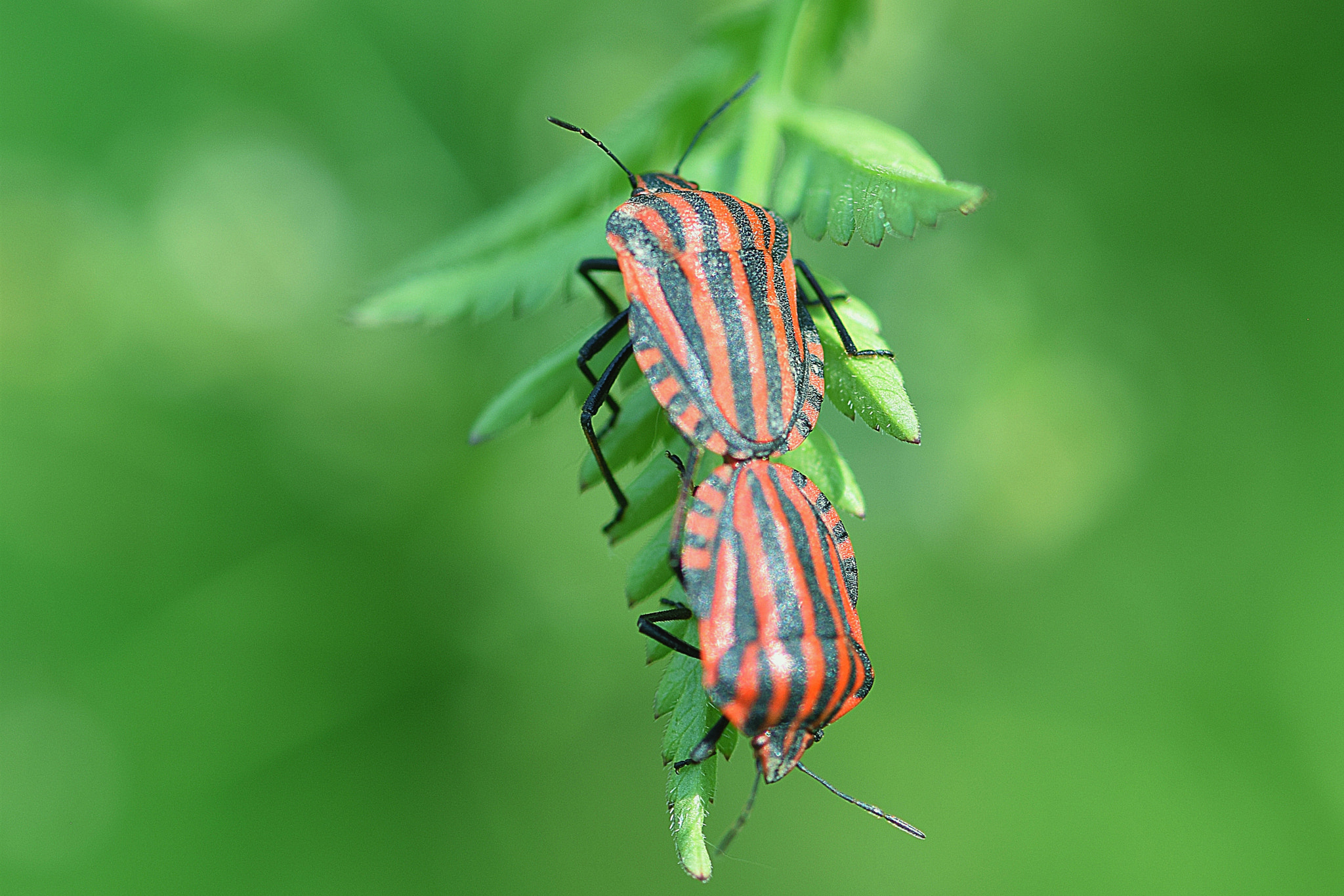 Nikon AF-S Micro-Nikkor 105mm F2.8G IF-ED VR sample photo. Punaises en accouplement photography