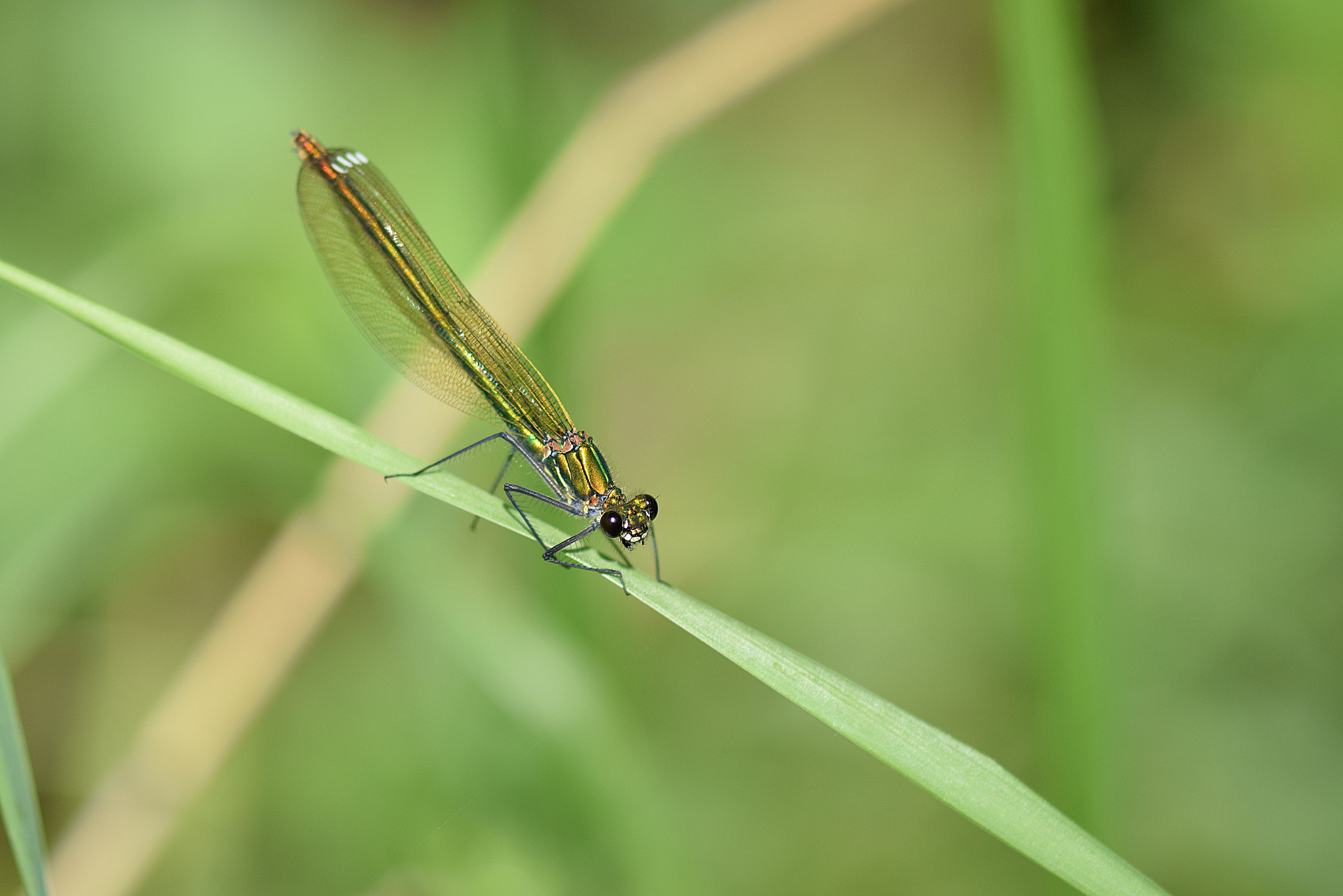 Nikon AF-S Micro-Nikkor 105mm F2.8G IF-ED VR sample photo. Agrion femelle photography