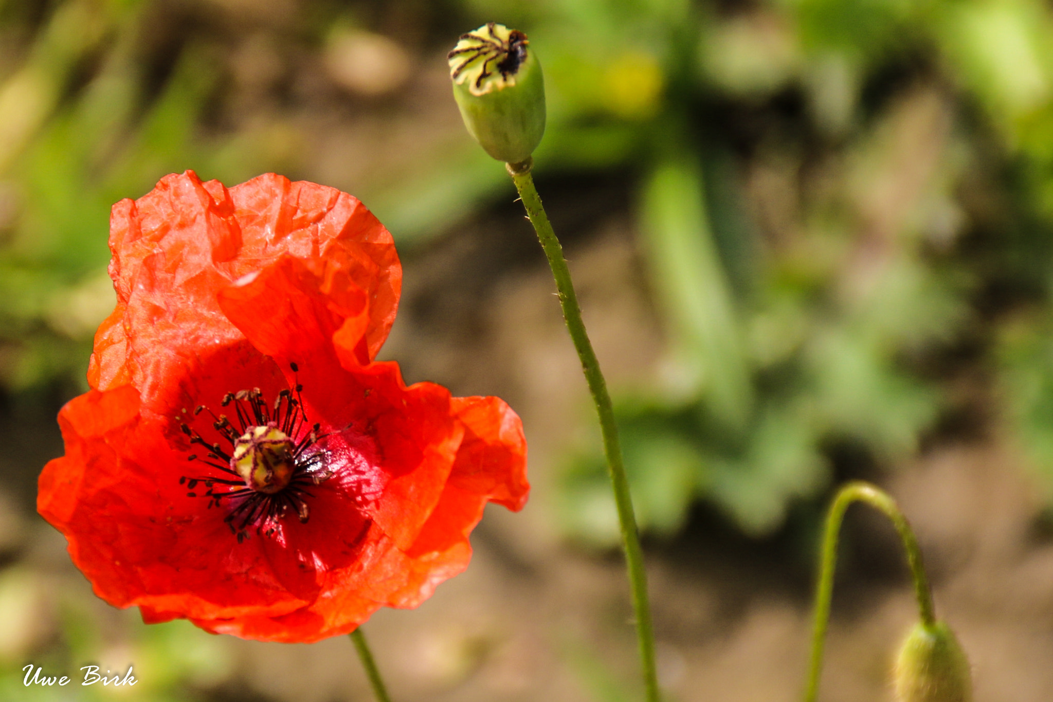 Canon EOS 760D (EOS Rebel T6s / EOS 8000D) sample photo. Poppy photography