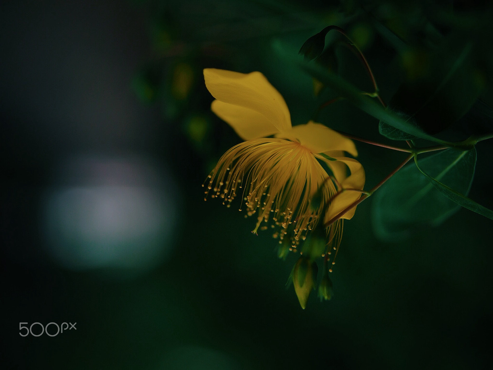 Olympus PEN E-PM2 sample photo. Ground jellyfish photography
