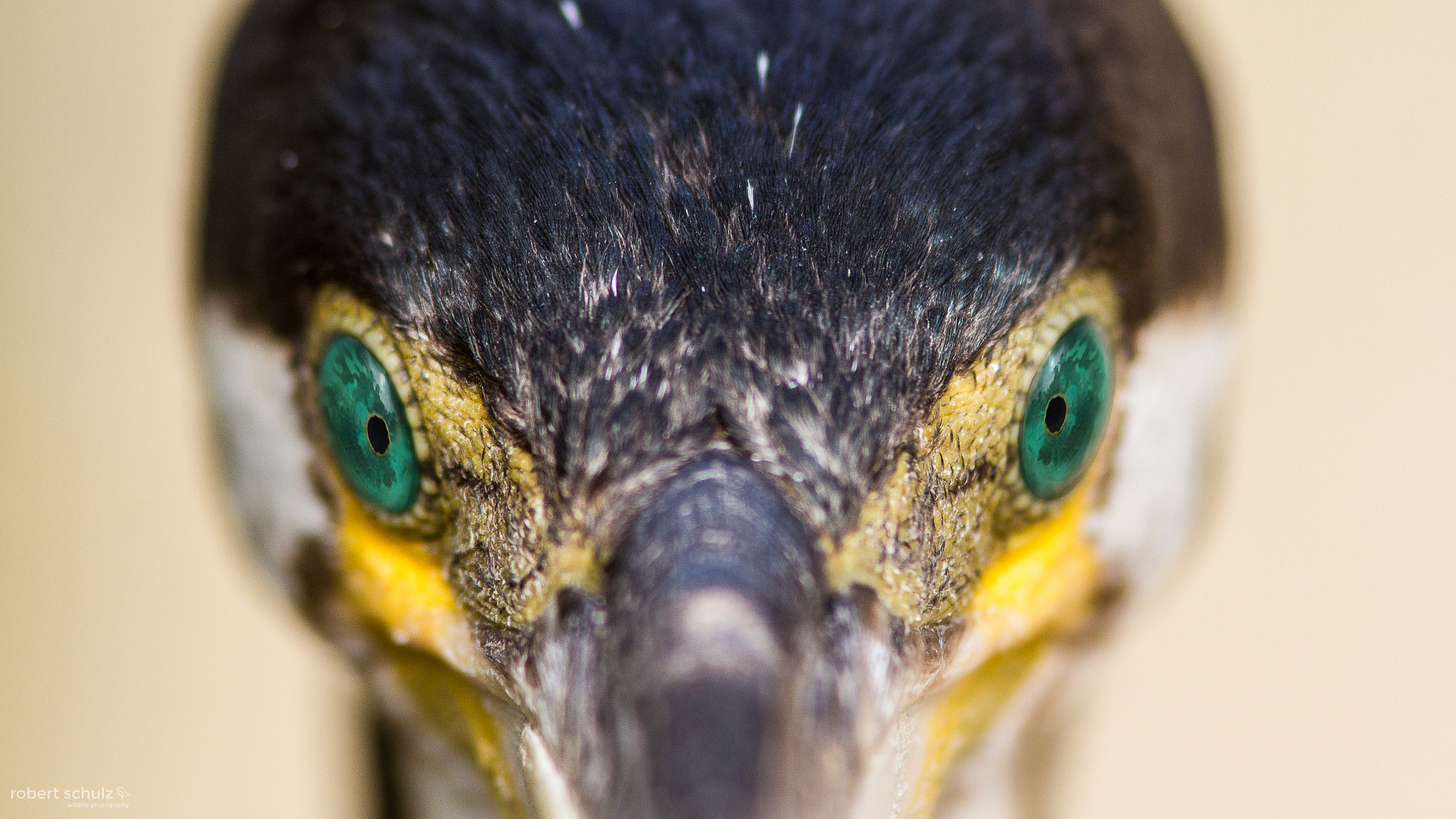 Canon EF 300mm F4L IS USM sample photo. Kormoran photography