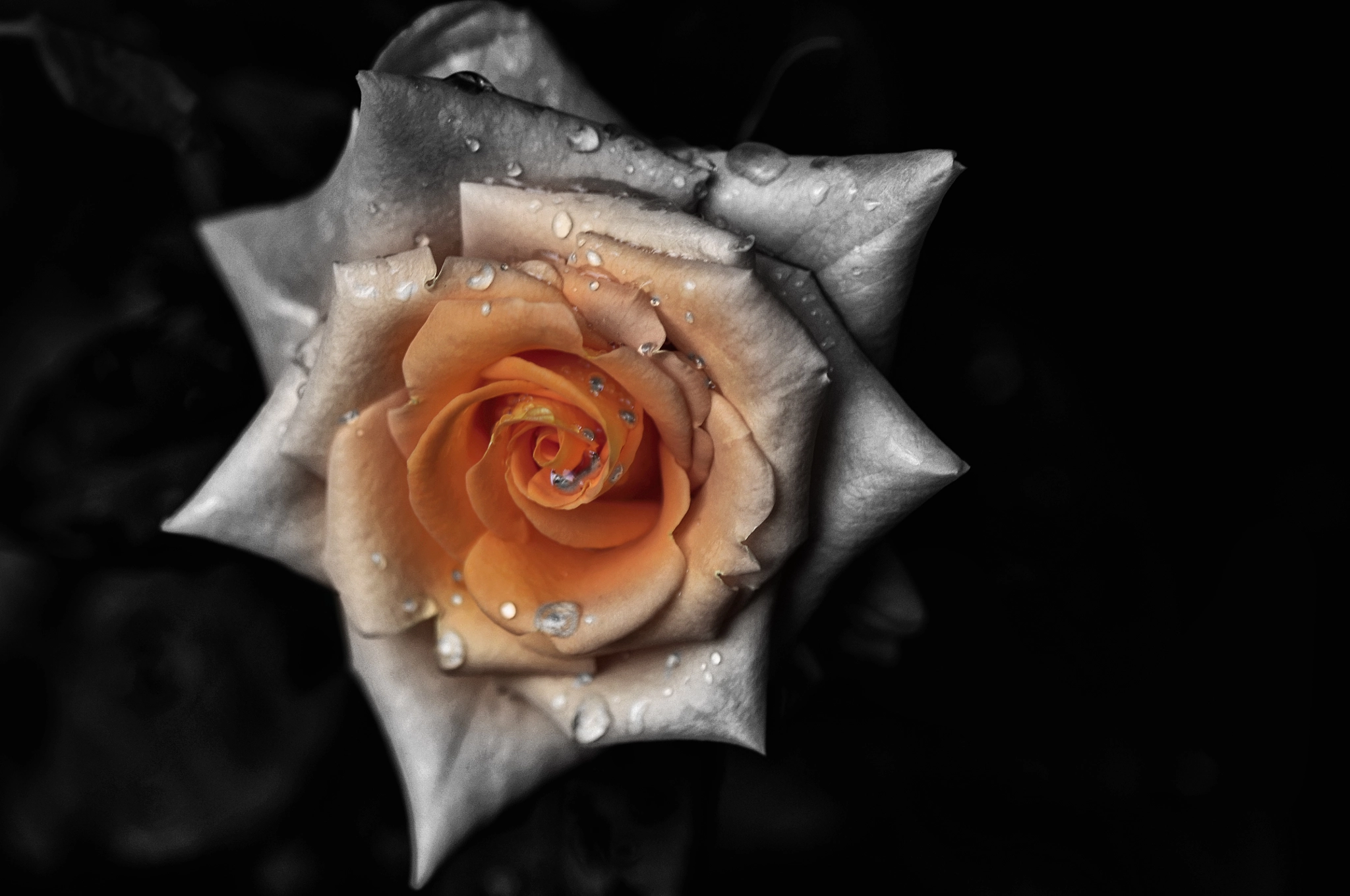 Nikon D300 + AF Micro-Nikkor 105mm f/2.8 sample photo. В душе я красивая... photography