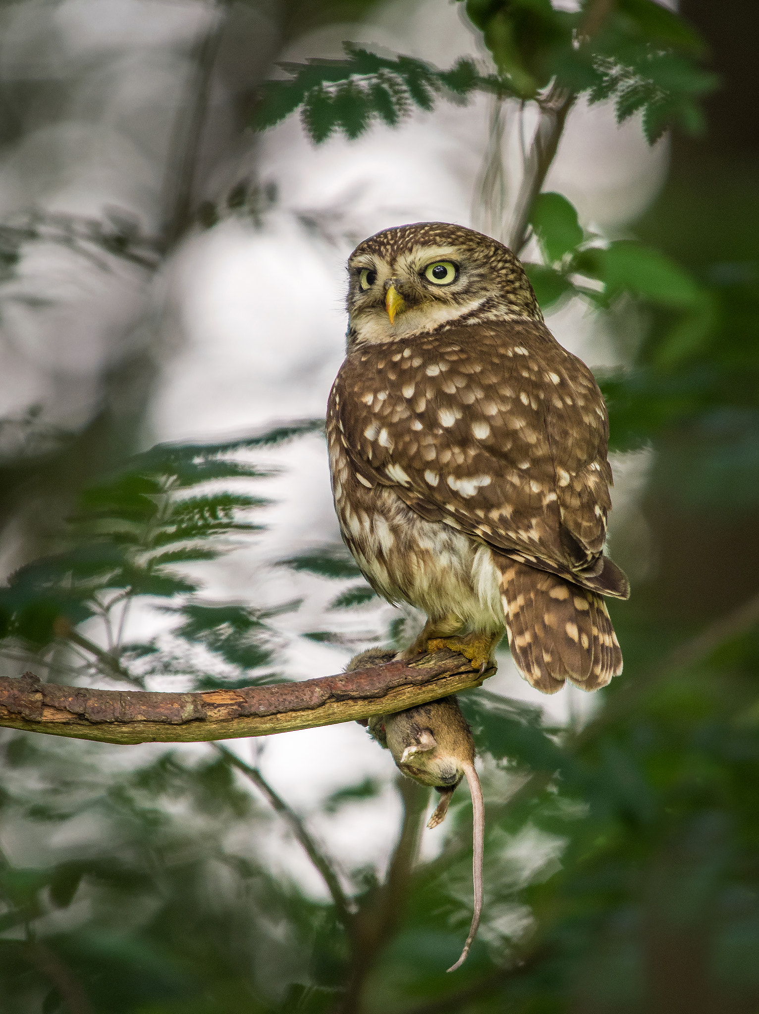 Olympus OM-D E-M1 + OLYMPUS 300mm Lens sample photo. Little owl with prey photography