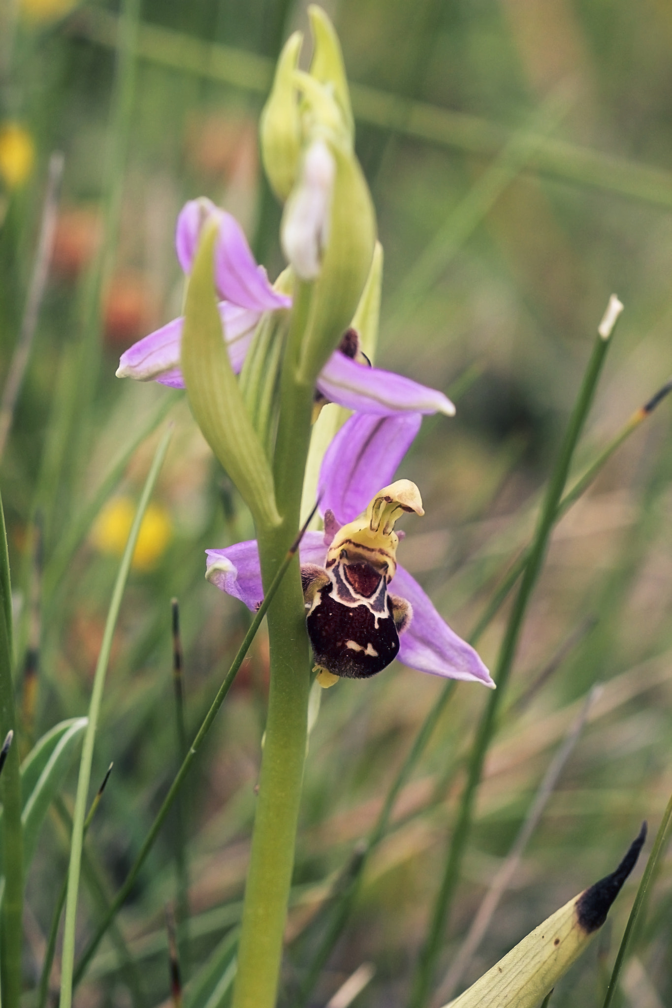 Canon EOS 550D (EOS Rebel T2i / EOS Kiss X4) + Canon EF 100mm F2.8 Macro USM sample photo. Ophrys apifera photography