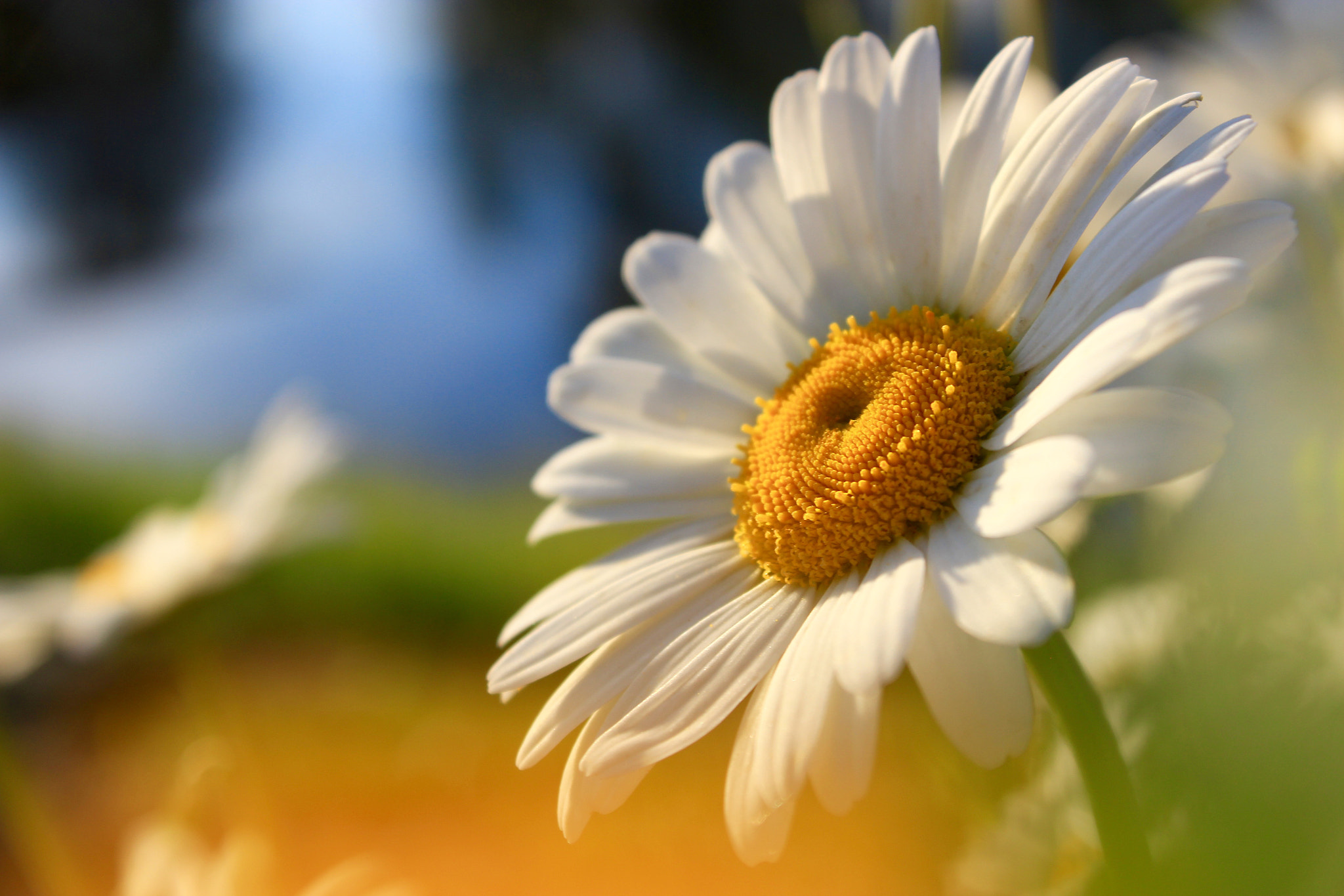 Canon EF-S 18-55mm F3.5-5.6 III sample photo. Simple daisy photography