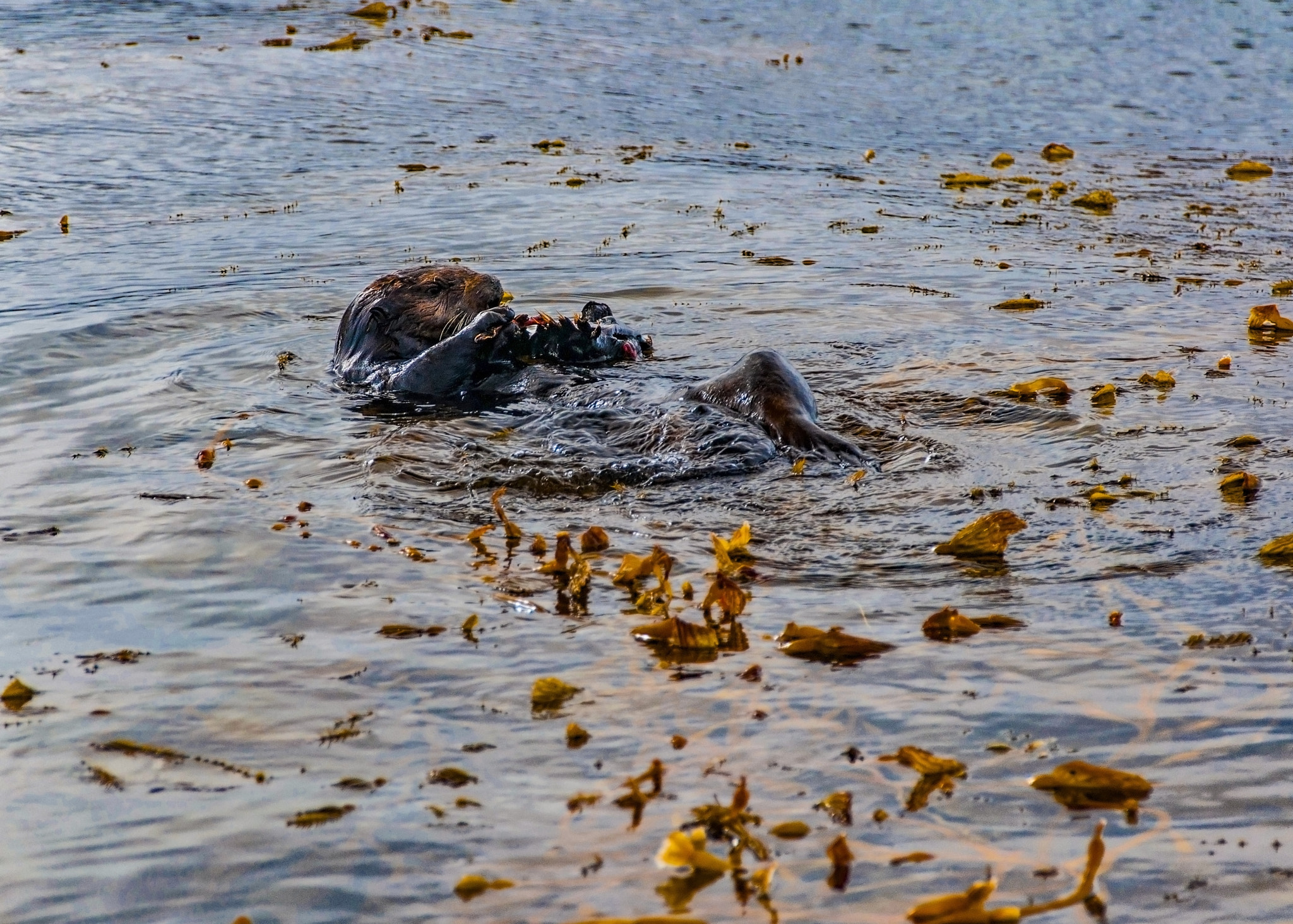 Sigma 18-250mm F3.5-6.3 DC Macro OS HSM sample photo. California sea otter photography