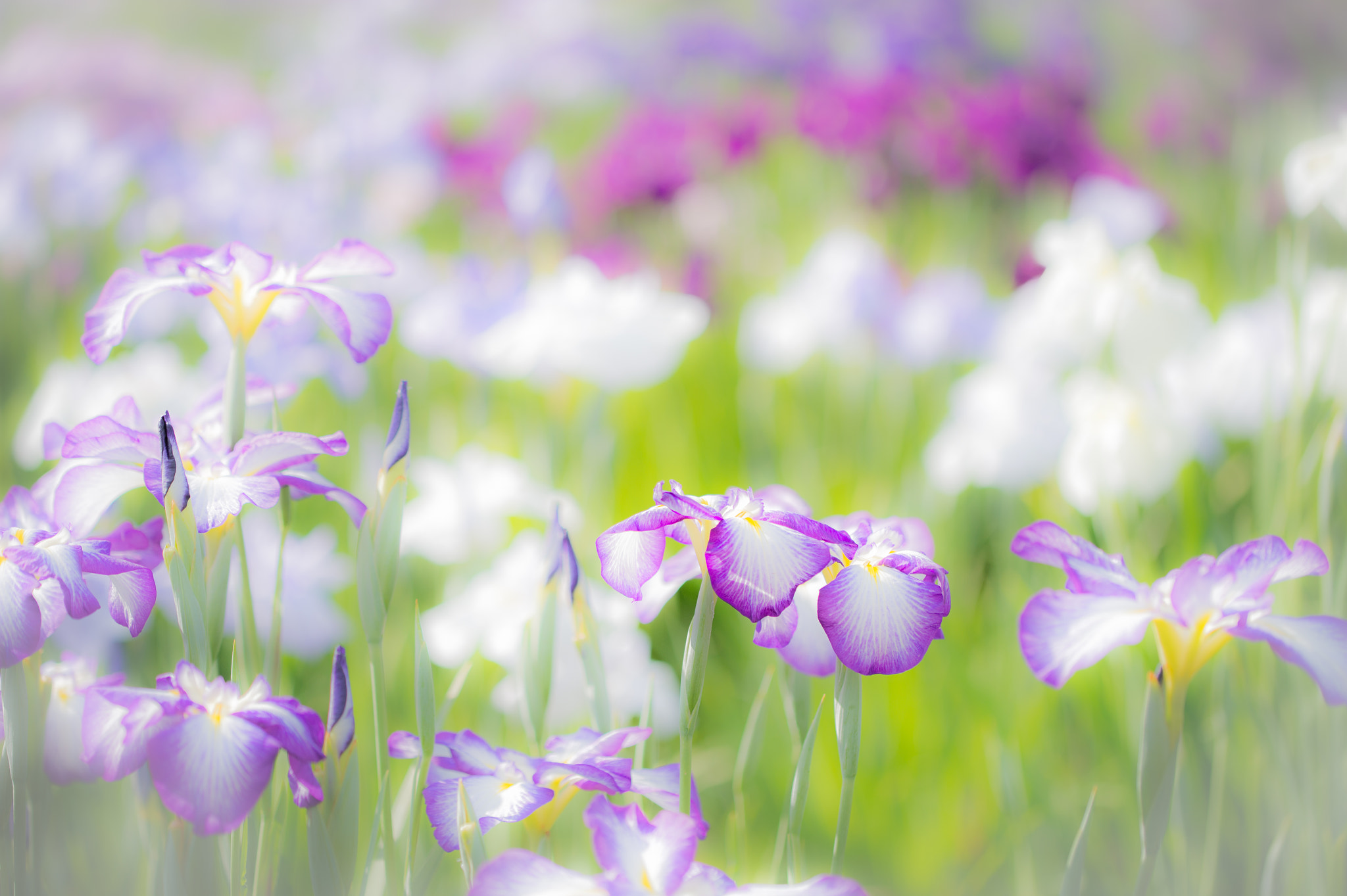 Nikon D4 sample photo. Iris photography
