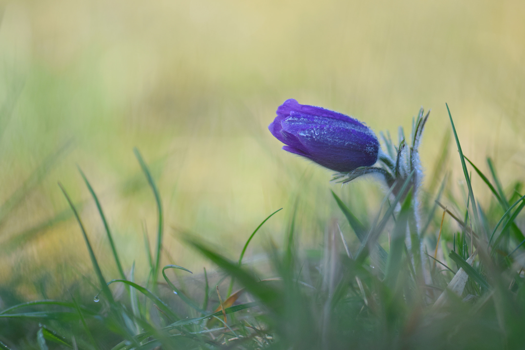 Nikon AF-S Micro-Nikkor 105mm F2.8G IF-ED VR sample photo. Lc anémone pulsatille photography
