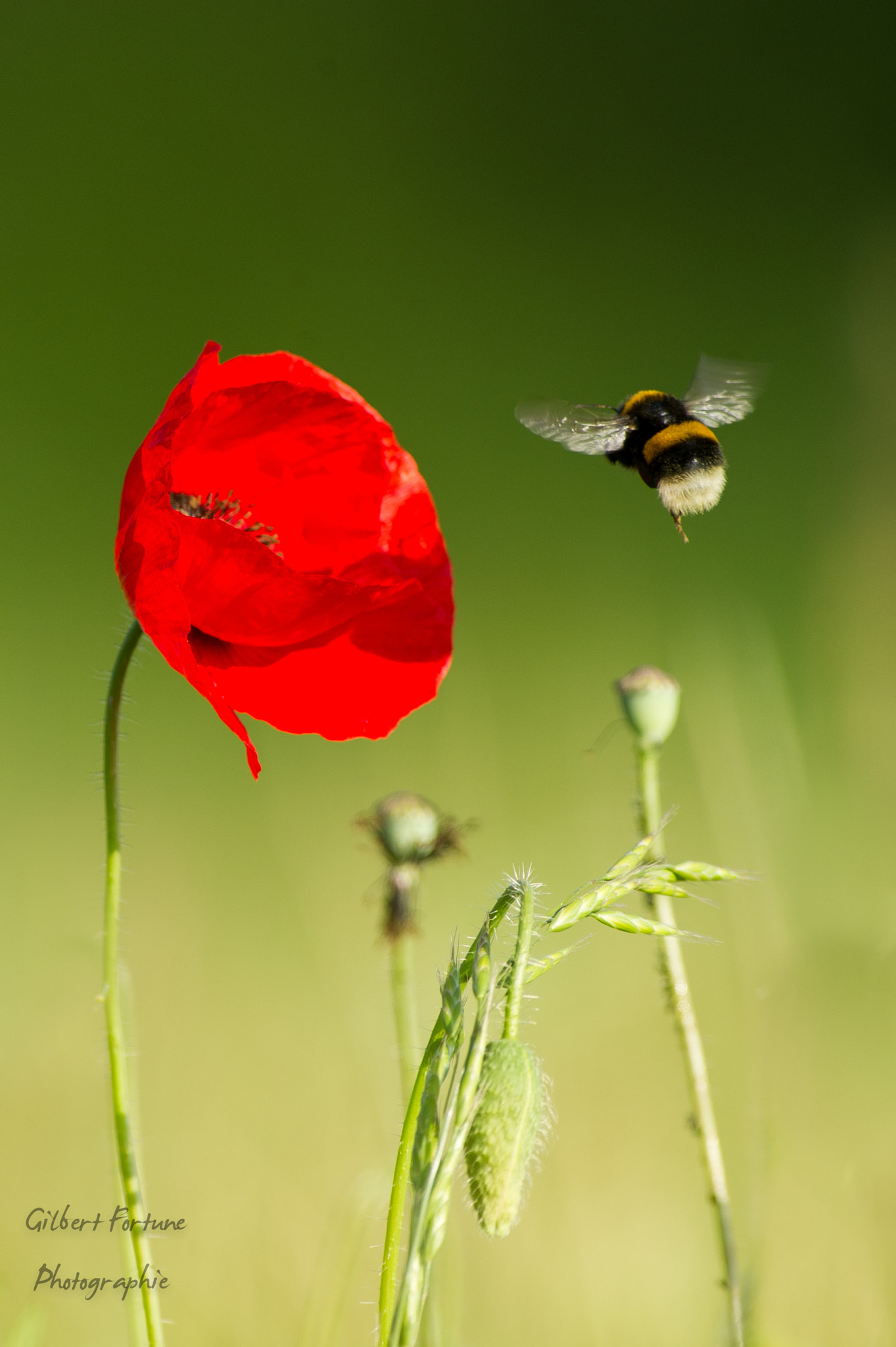 Nikon AF-S Nikkor 300mm F2.8G ED VR II sample photo. Le bourdon et le coquelicot photography