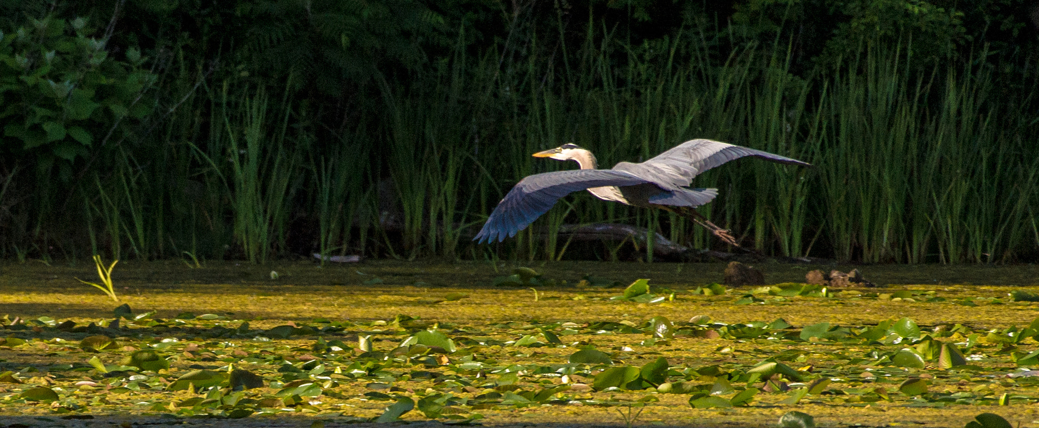 Nikon AF-S Nikkor 200-500mm F5.6E ED VR sample photo. Blue heron in flight photography