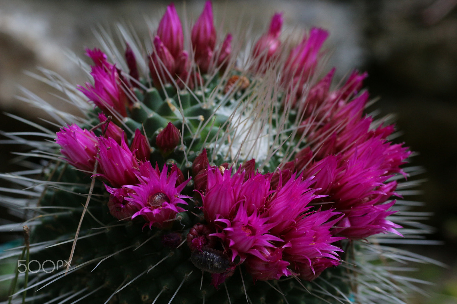 Canon EOS 100D (EOS Rebel SL1 / EOS Kiss X7) + Canon EF 50mm F2.5 Macro sample photo. Flower #2 photography