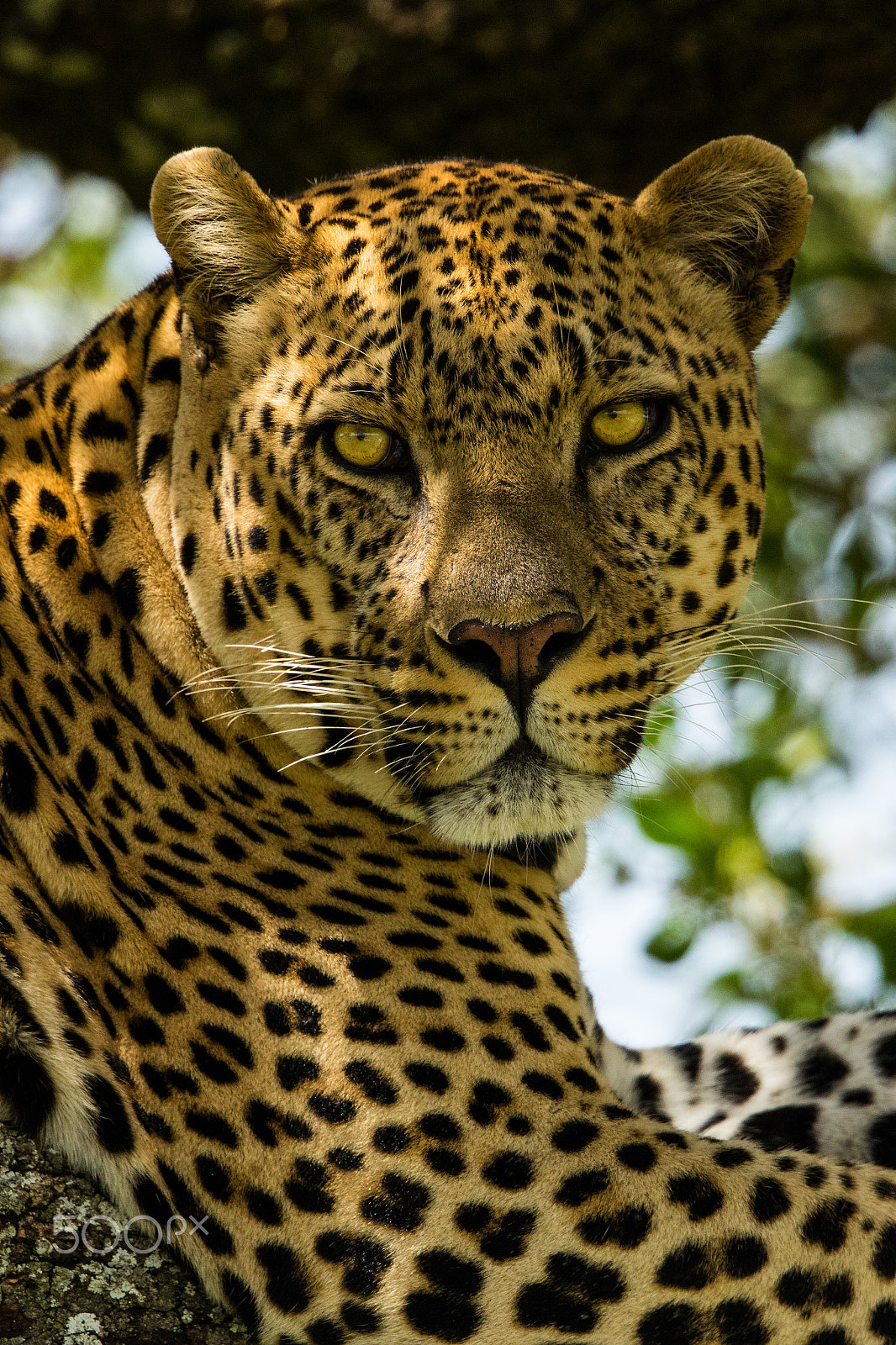 Canon EF 500mm F4L IS II USM sample photo. African leopard photography