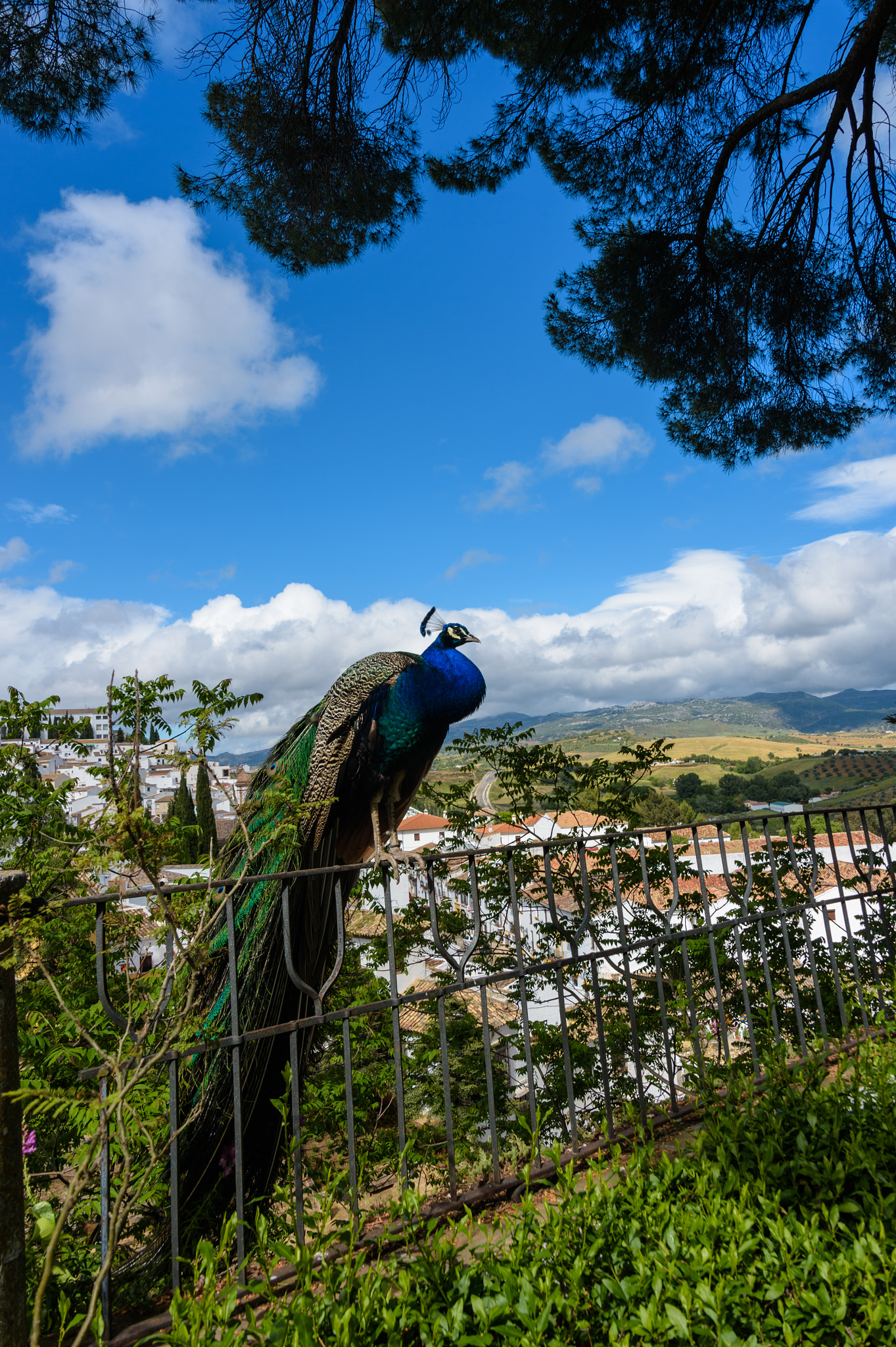 Nikon Df sample photo. Palacio del rey moro photography