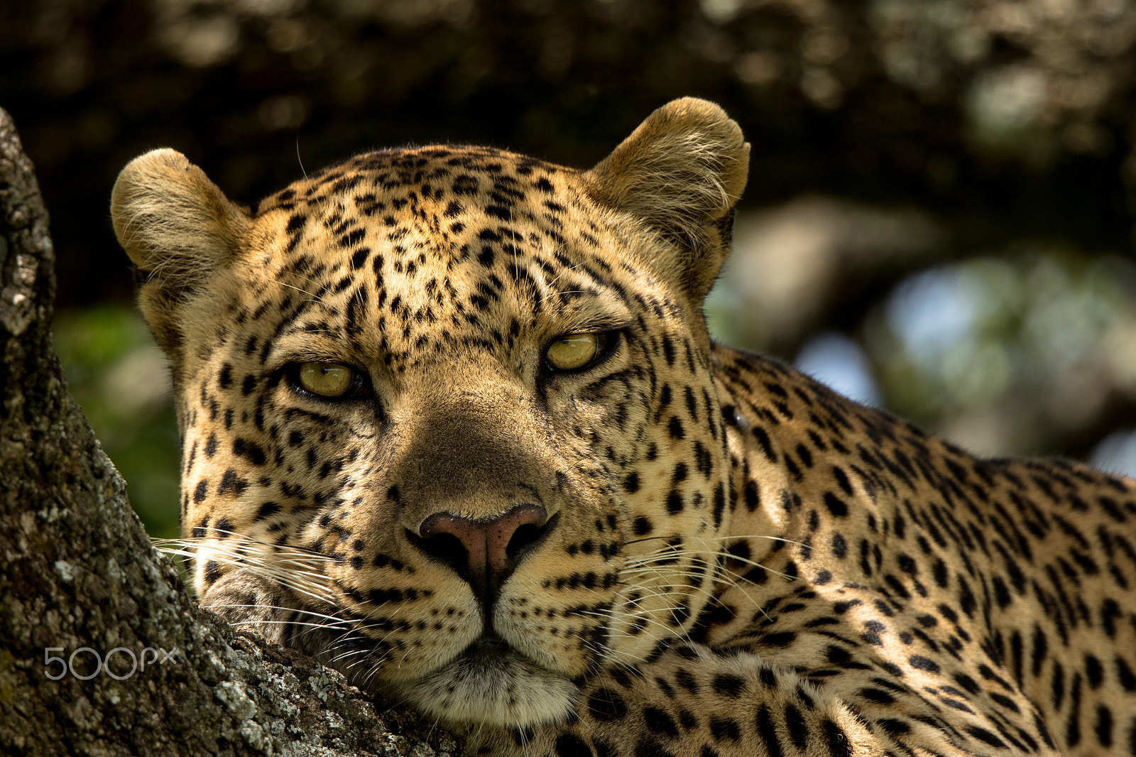 Canon EF 500mm F4L IS II USM sample photo. African leopard photography