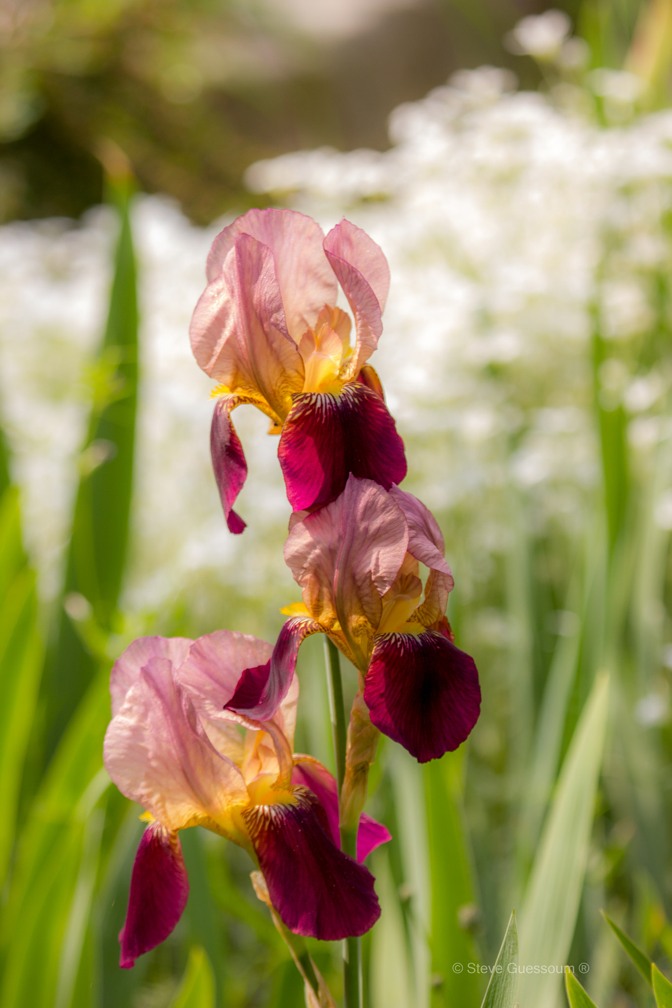 Canon EF 100-400mm F4.5-5.6L IS USM sample photo