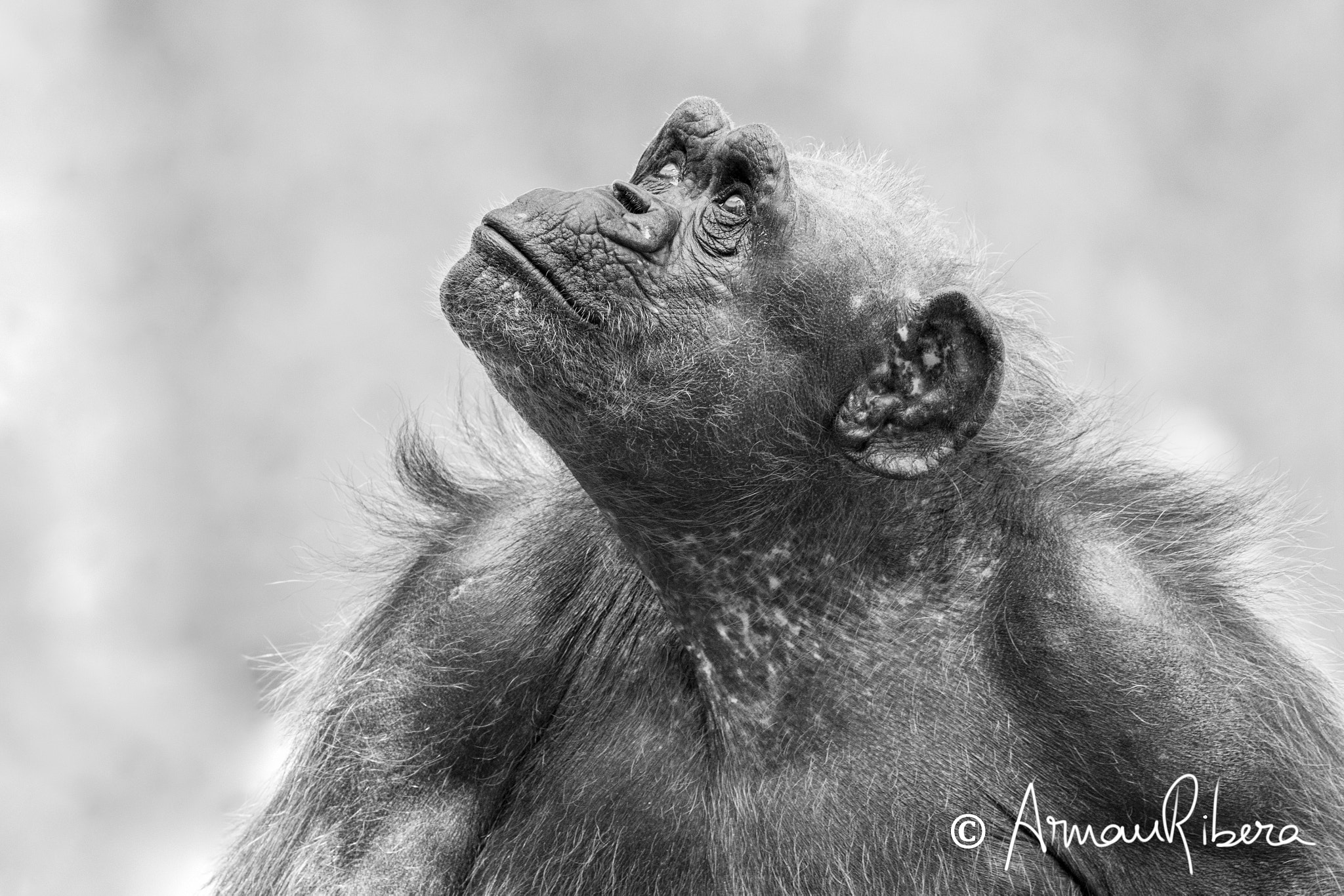 Canon EOS 70D + Canon EF 100-400mm F4.5-5.6L IS II USM sample photo. Chimp! photography