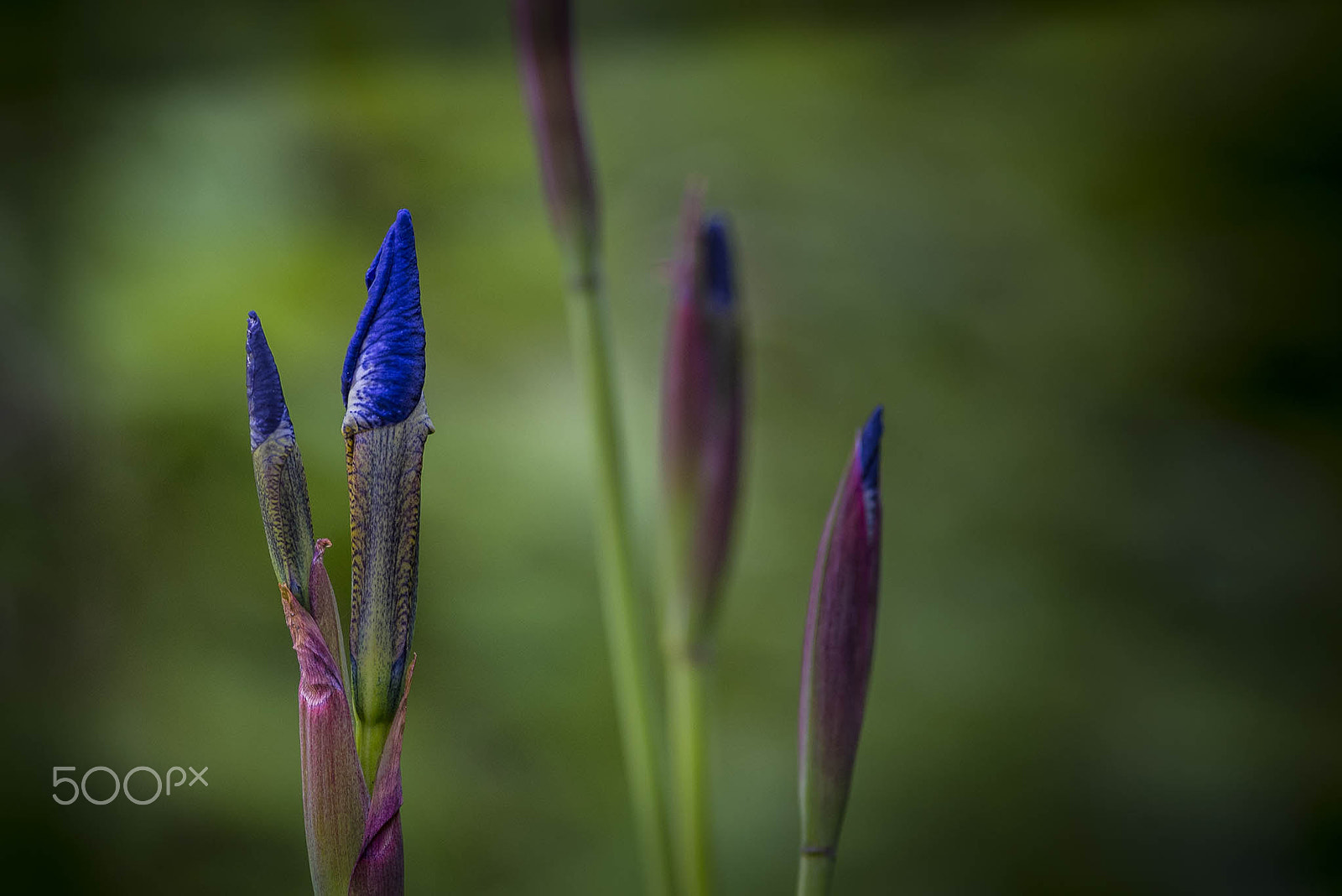 Nikon D750 + AF Micro-Nikkor 105mm f/2.8 sample photo. Iris photography