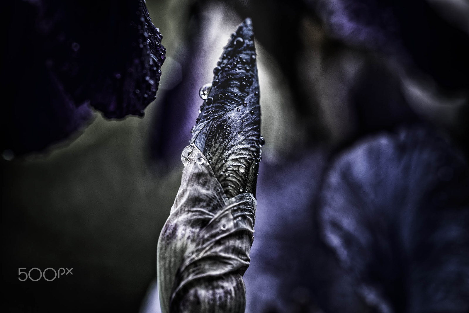 Nikon D750 + AF Micro-Nikkor 105mm f/2.8 sample photo. Lilie photography