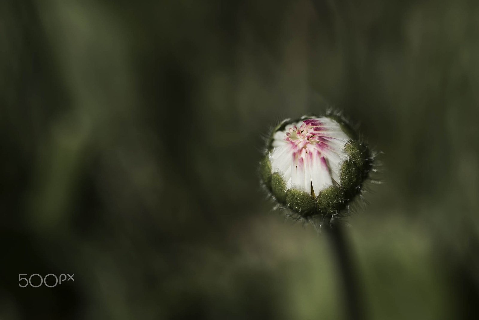 Nikon D750 + AF Micro-Nikkor 105mm f/2.8 sample photo. Gänseblümchen photography