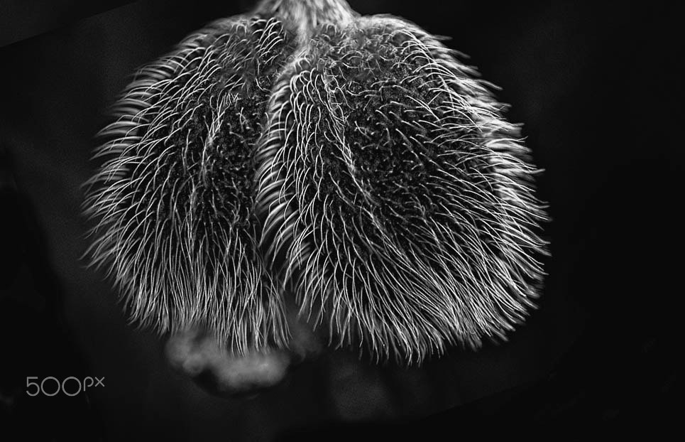 Nikon D750 + AF Micro-Nikkor 105mm f/2.8 sample photo. Rasieren photography