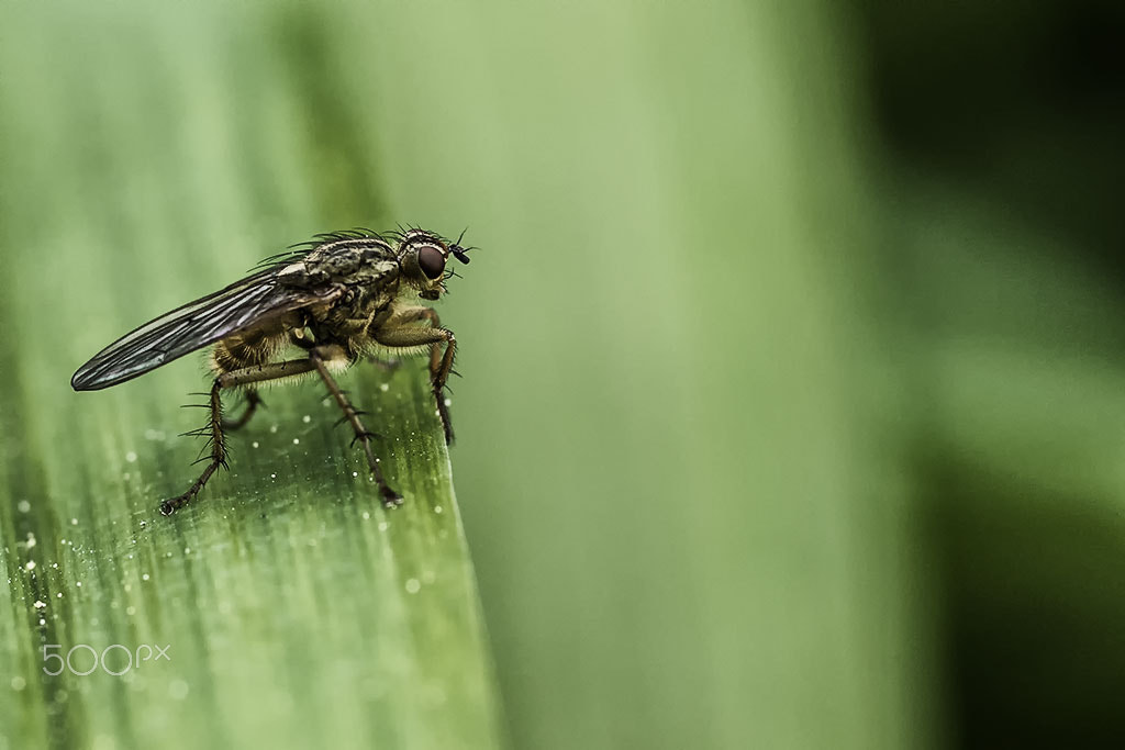 Nikon D750 + AF Micro-Nikkor 105mm f/2.8 sample photo. Fly photography