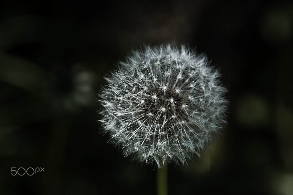 Nikon D300 + AF Micro-Nikkor 105mm f/2.8 sample photo. Pusteblume photography