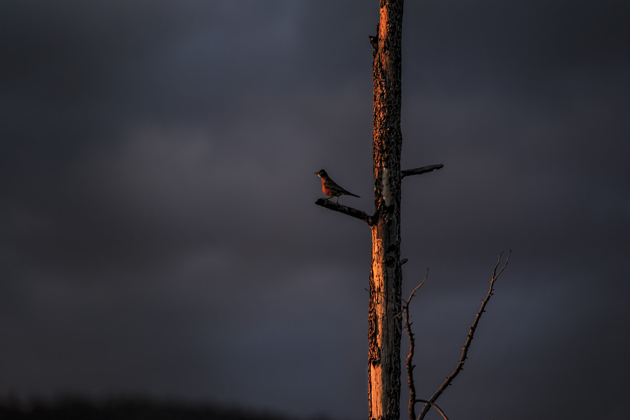 Canon EOS-1D X + Canon EF 300mm f/2.8L + 1.4x sample photo. One more song before bedtime photography