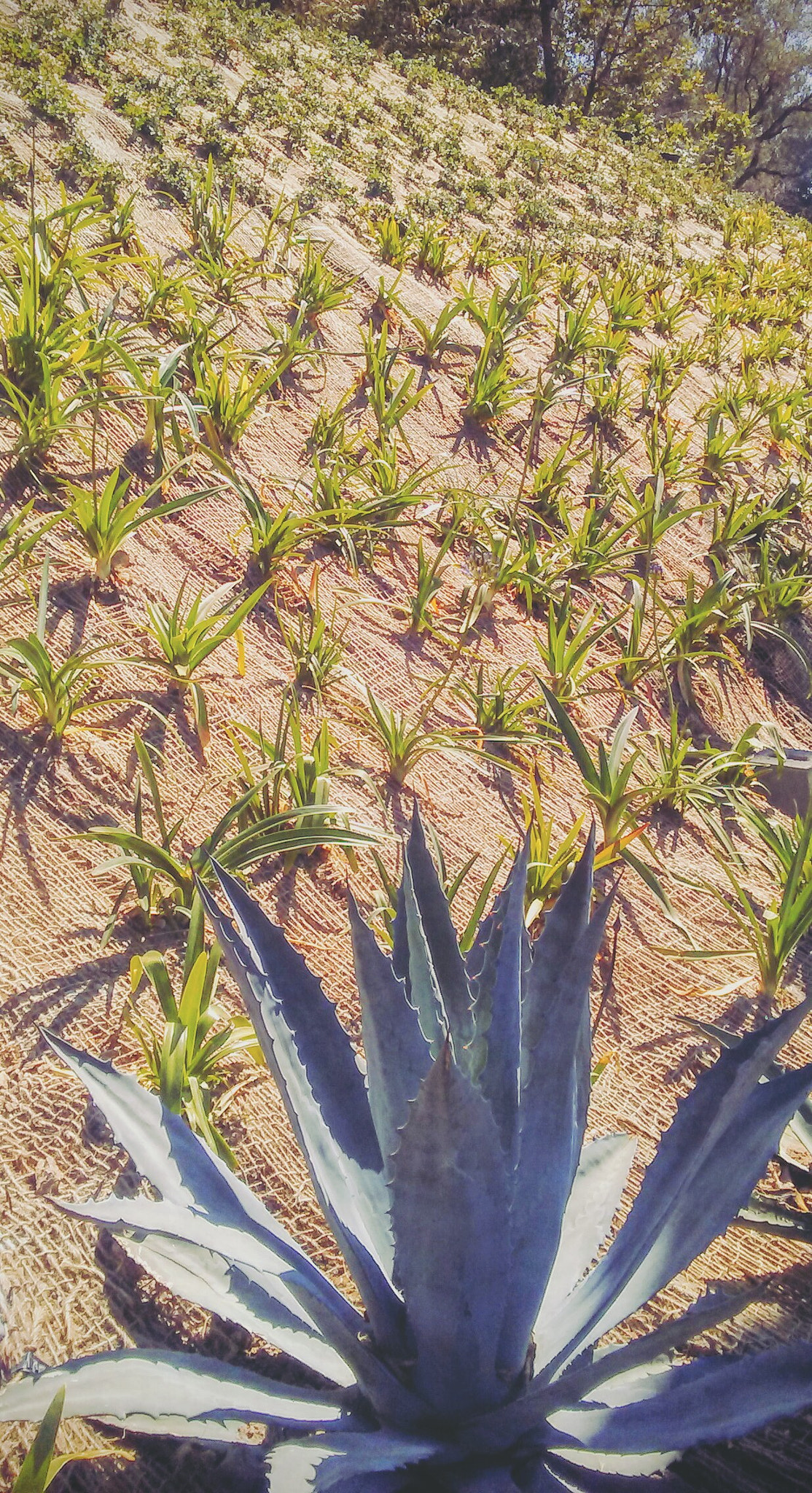LG M1 sample photo. Beginning. photography