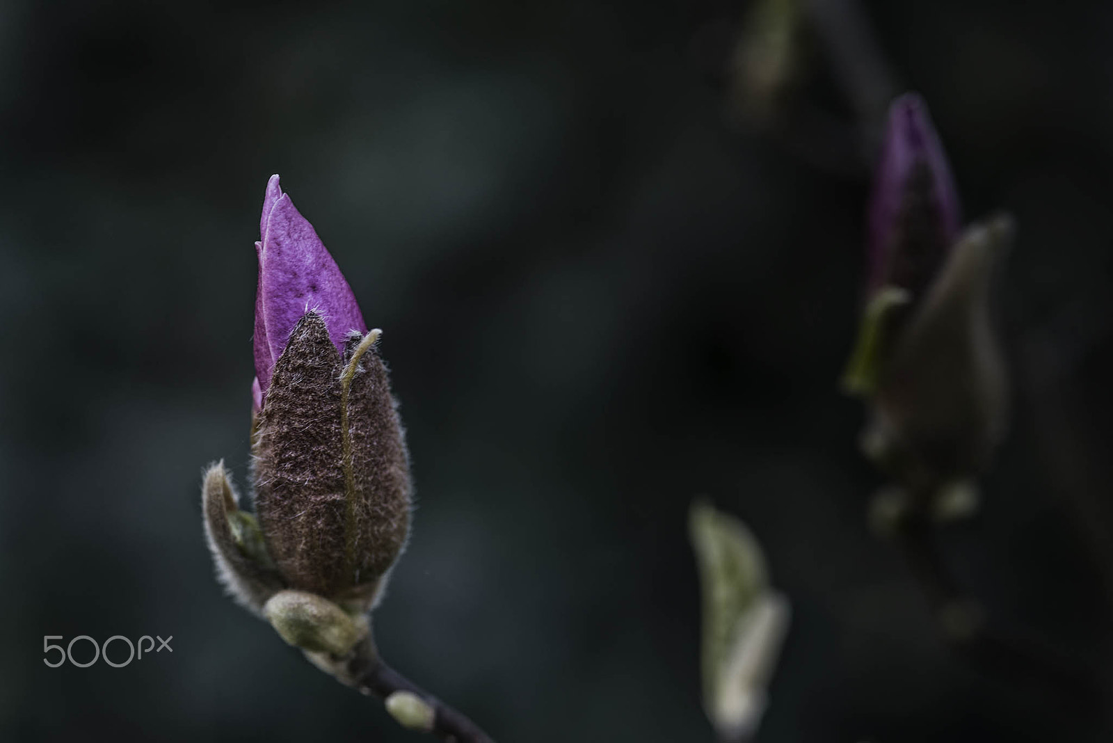 Nikon D750 + AF Micro-Nikkor 105mm f/2.8 sample photo. Magnolia photography