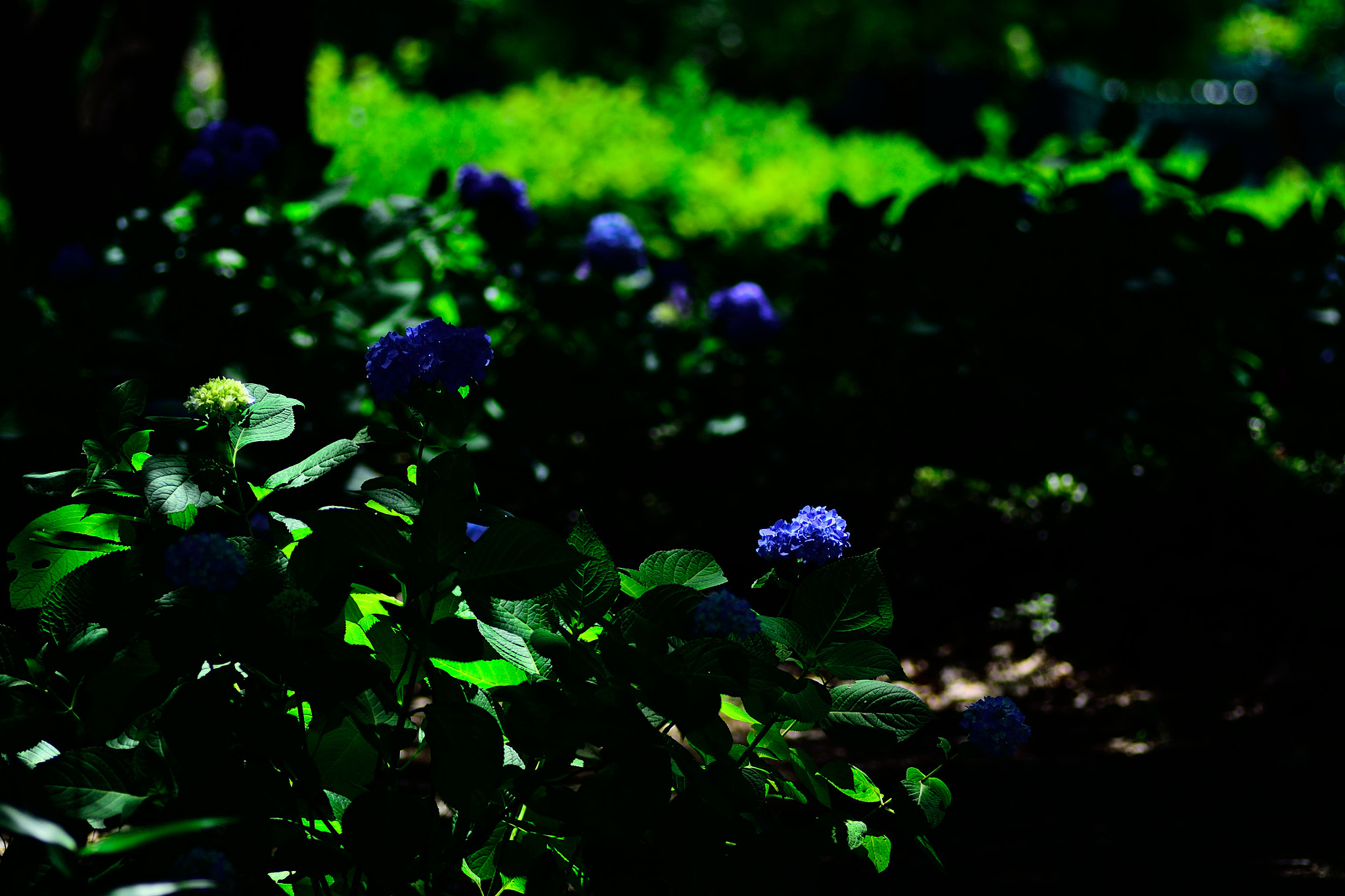 Nikon D3100 sample photo. あじさい photography