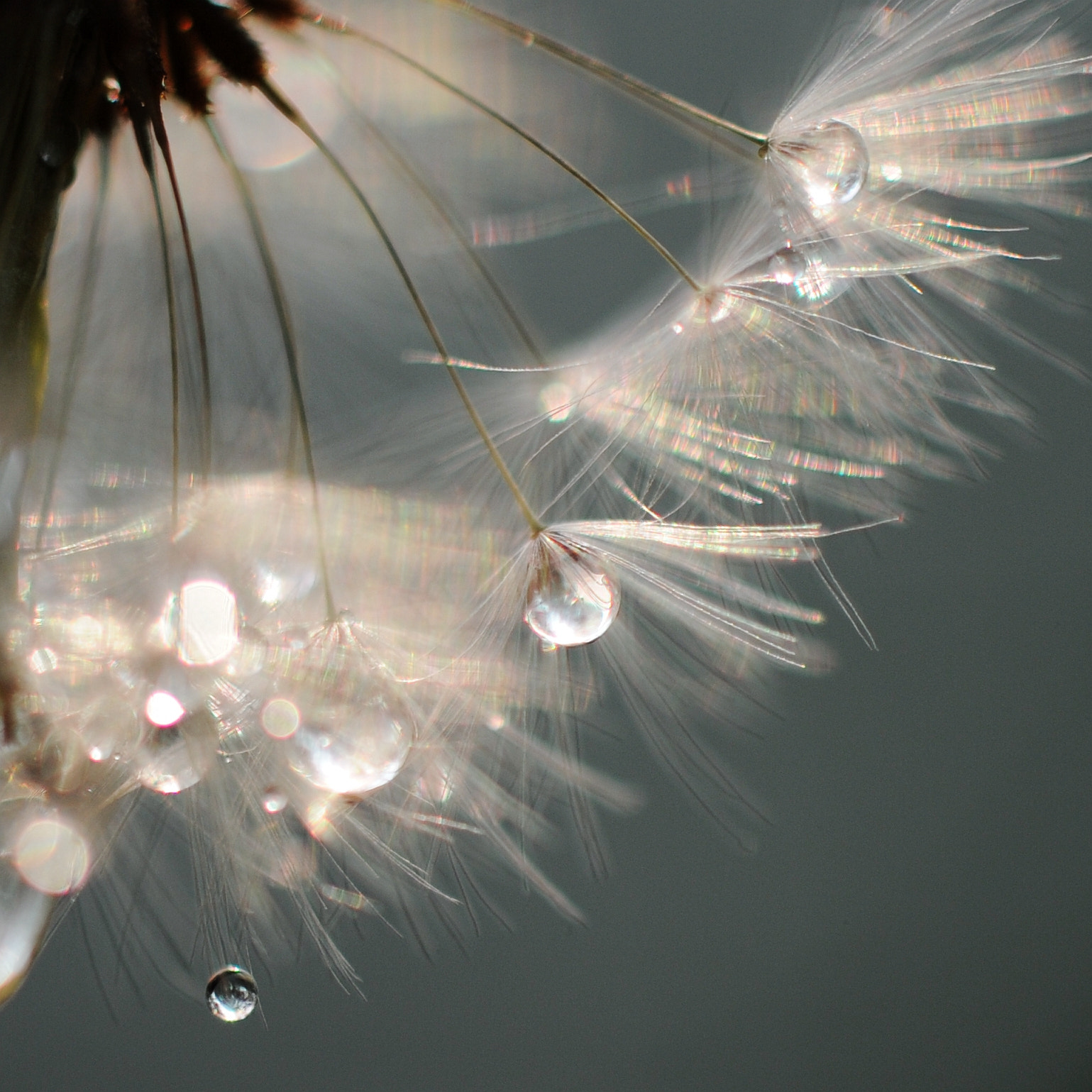 Nikon D3S + Nikon AF-S DX Micro-Nikkor 85mm F3.5G ED VR sample photo. Dandelion and water droplets photography