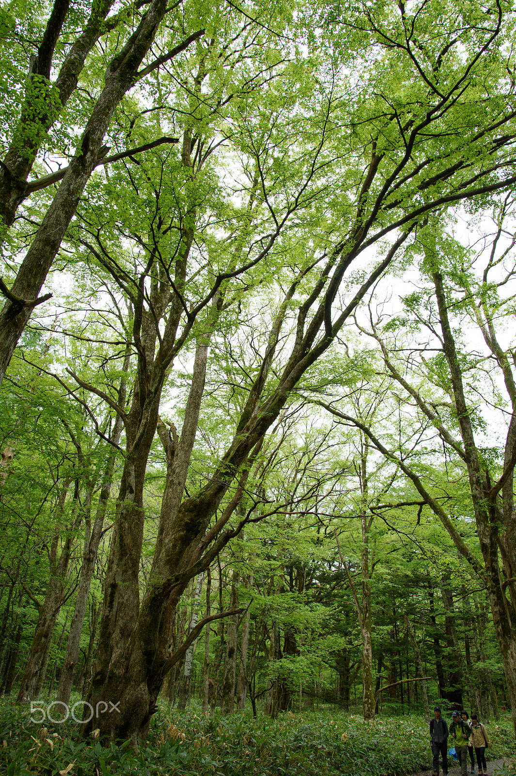 Nikon Df sample photo. Green forest photography