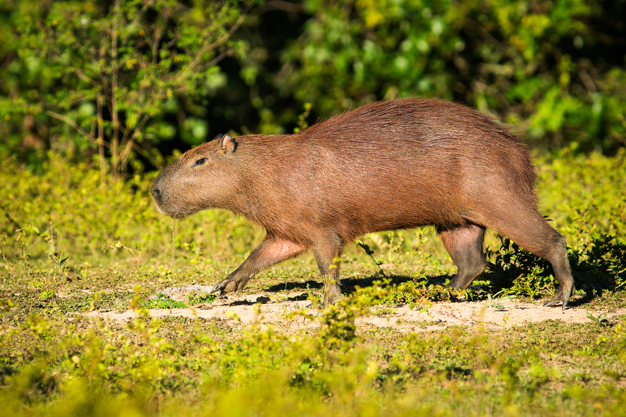 Sony ILCA-77M2 + 300mm F2.8 G sample photo. Capybara photography