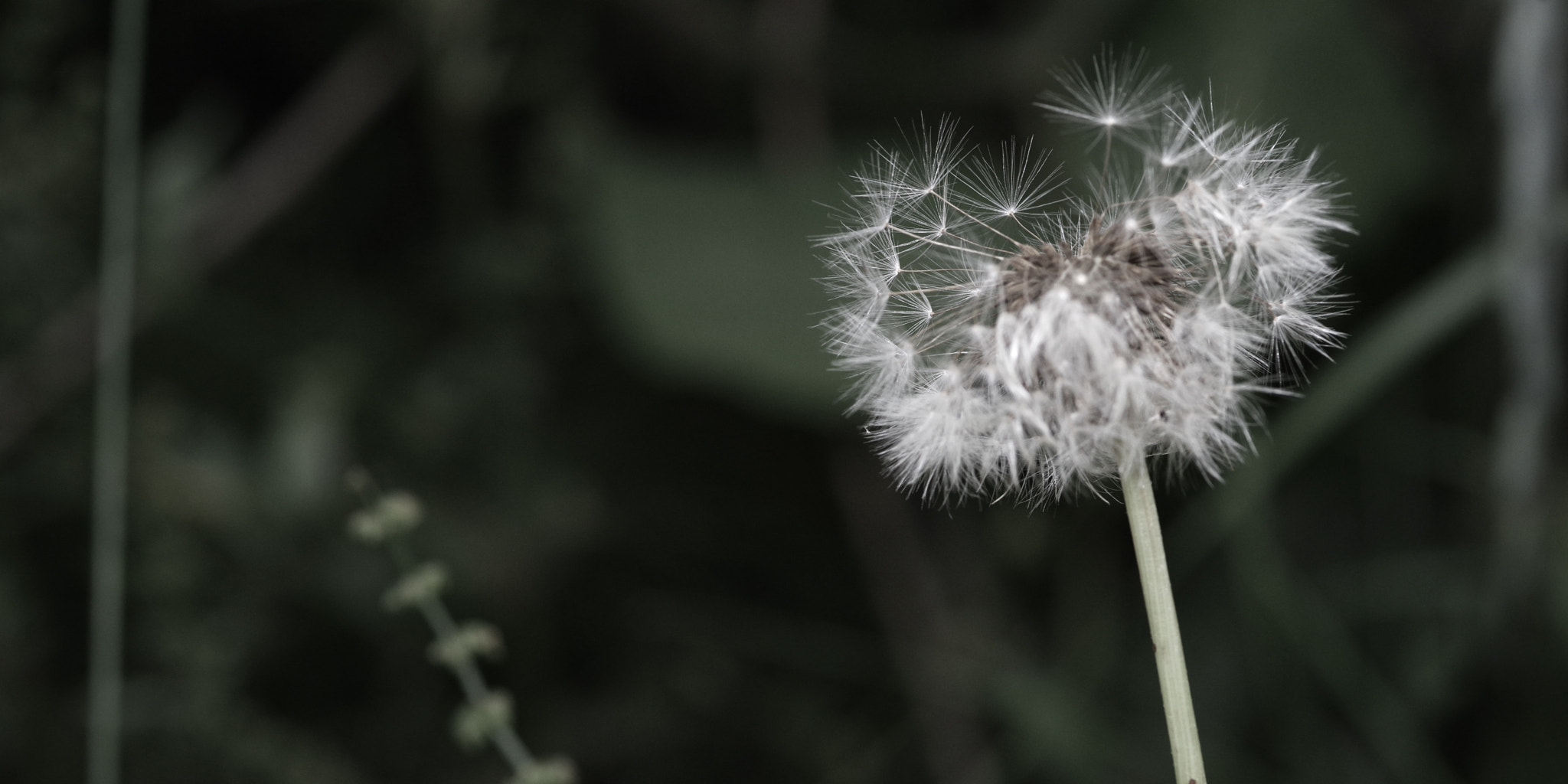 Pentax smc D-FA 100mm F2.8 Macro WR sample photo. Puffball photography