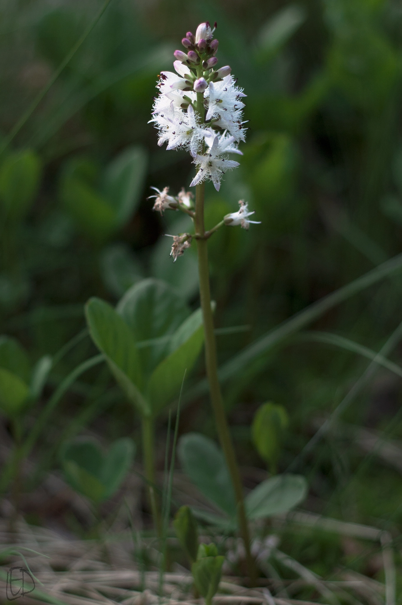 Nikon D70s sample photo. Menyanthes trifoliata photography