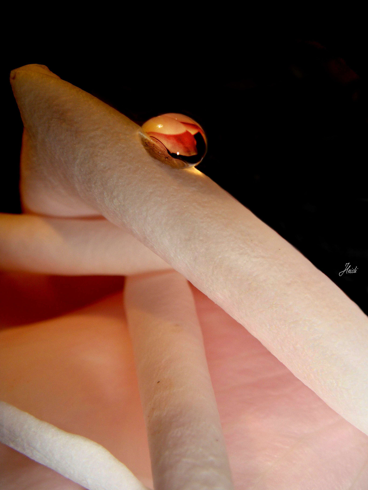 Sony DSC-T77 sample photo. ~ think pink ~ photography