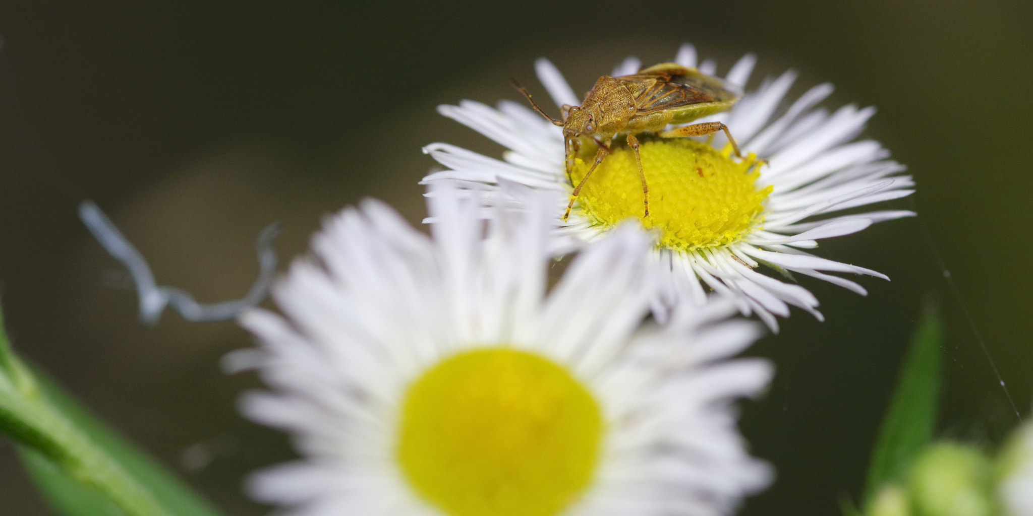 Pentax smc D-FA 100mm F2.8 Macro WR sample photo. Stink bug photography