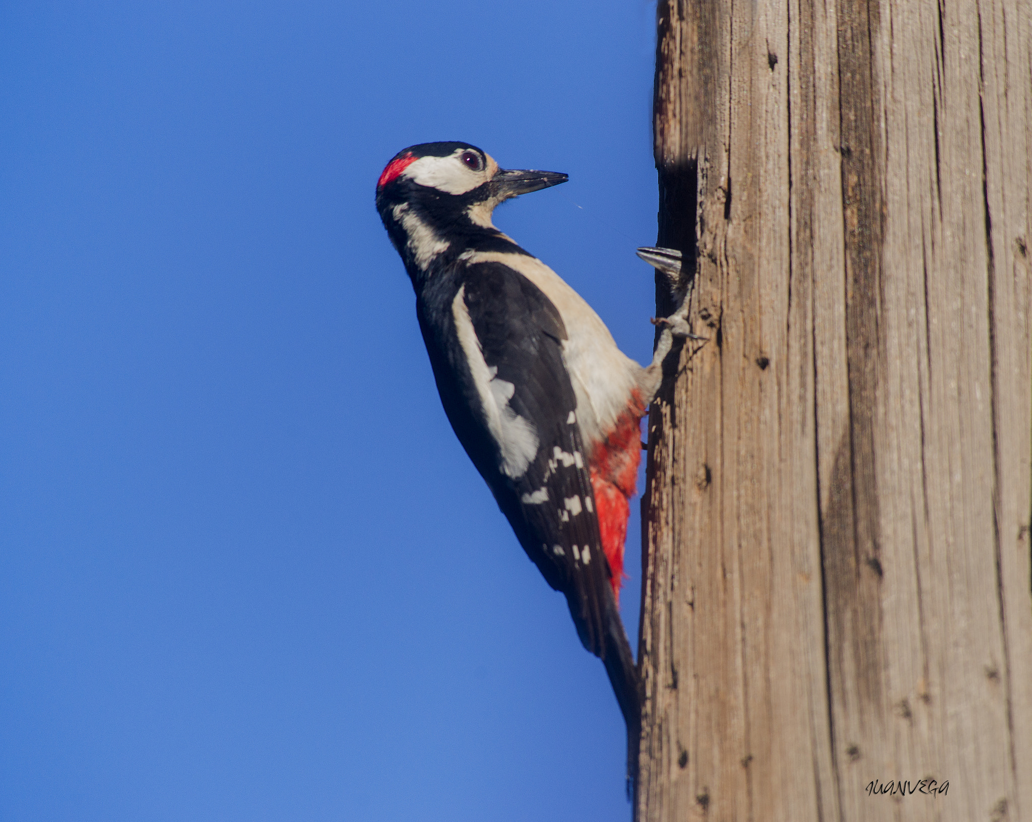 Sony 75-300mm F4.5-5.6 sample photo. Picapinos photography