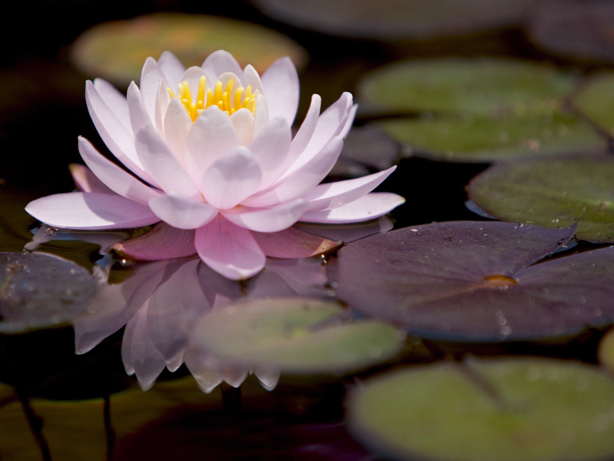 Canon EF 70-200mm F2.8L IS USM sample photo. Water lily（睡蓮）スイレン photography