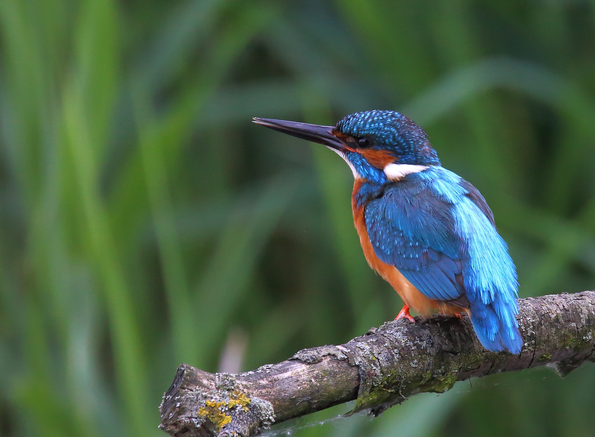 Canon EOS 70D + Sigma 150-600mm F5-6.3 DG OS HSM | S sample photo. Kingfisher photography