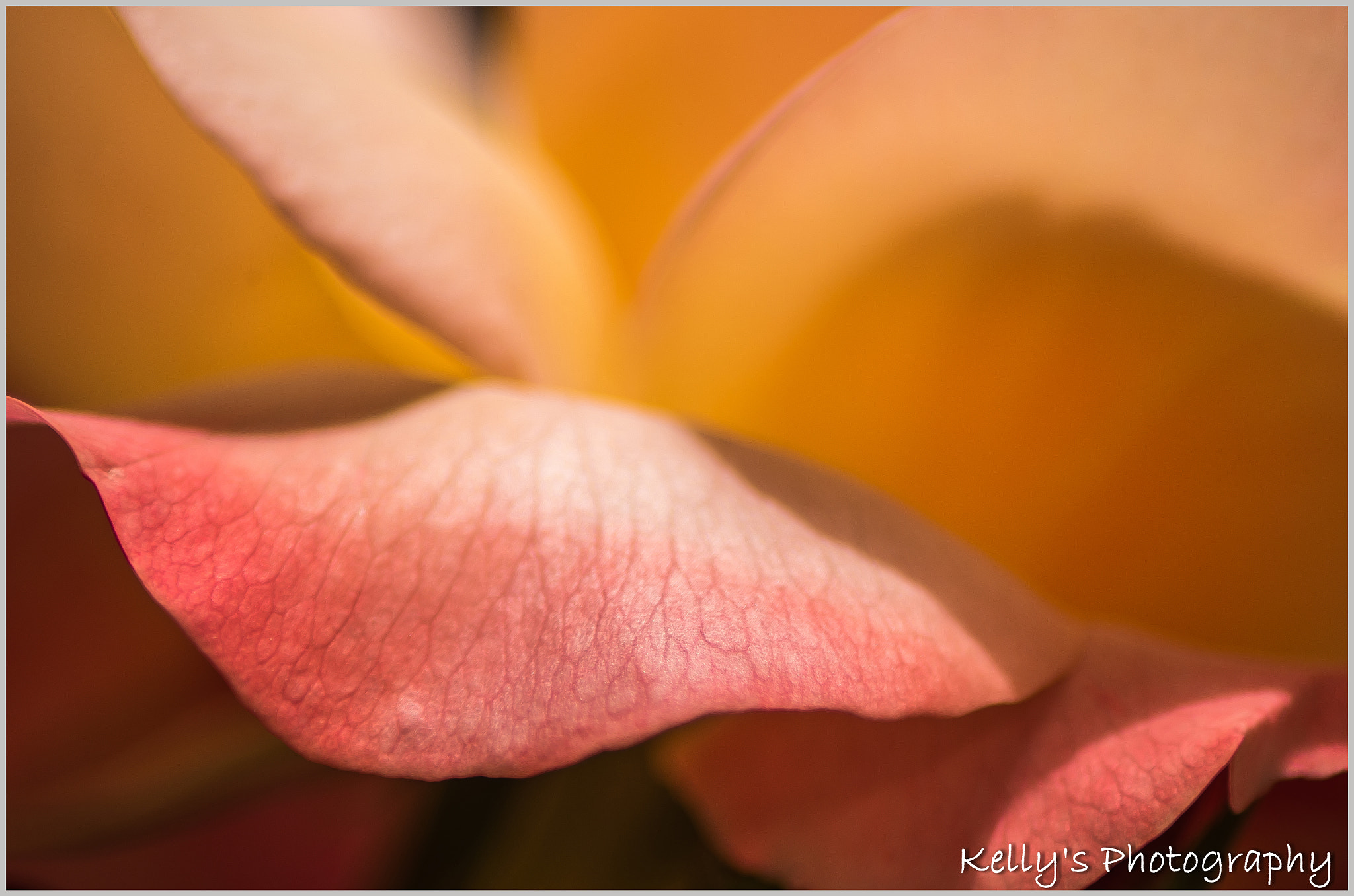 Pentax K-50 + Tamron AF 70-300mm F4-5.6 Di LD Macro sample photo. A pink and yellow rose  photography