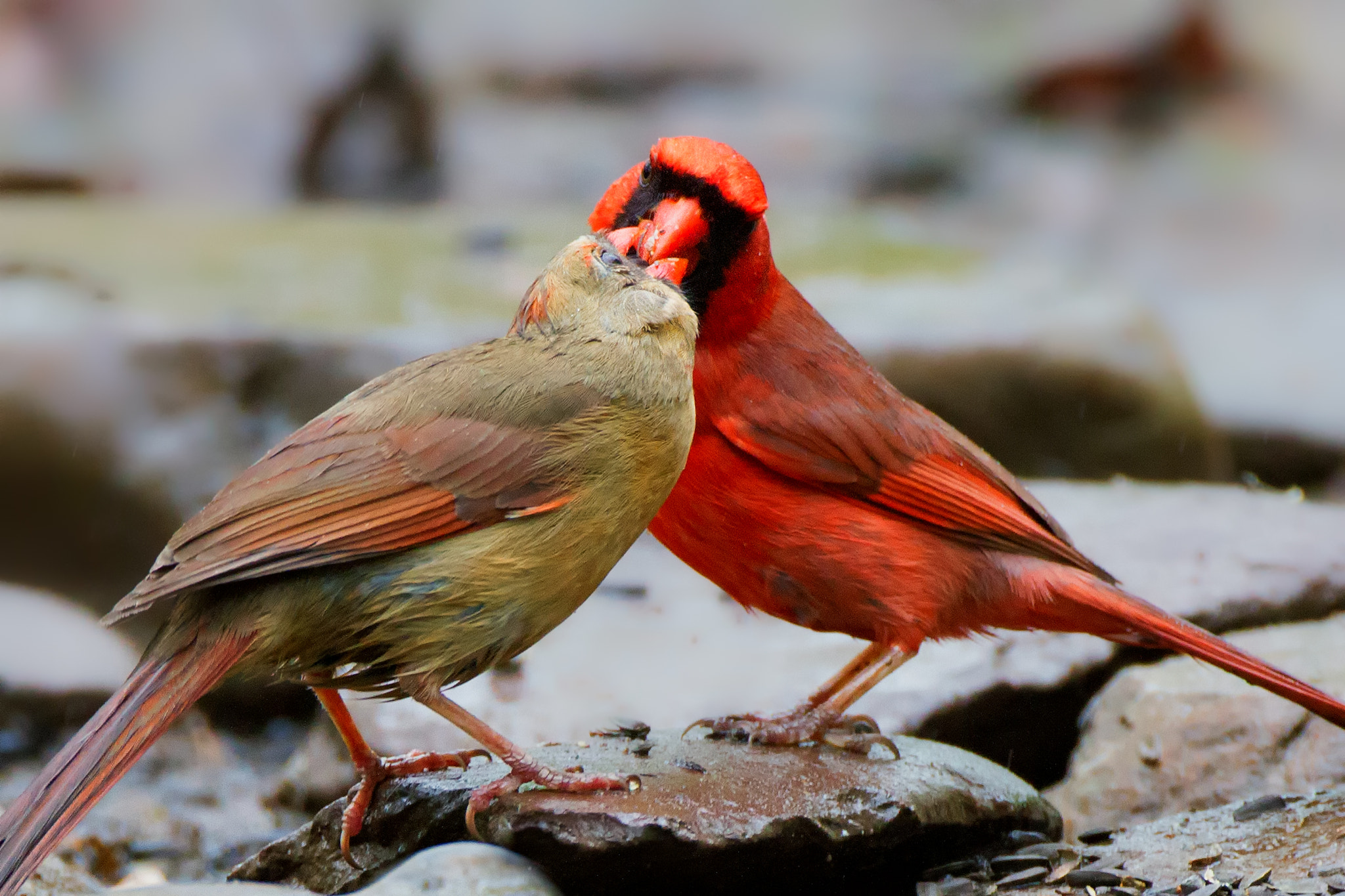 Canon EOS 7D + Canon EF 500mm F4L IS USM sample photo. Cardinals feeding photography