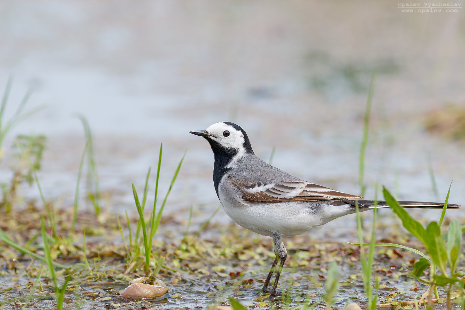 Canon EOS 7D Mark II + Canon EF 400mm F5.6L USM sample photo. White wagtail photography