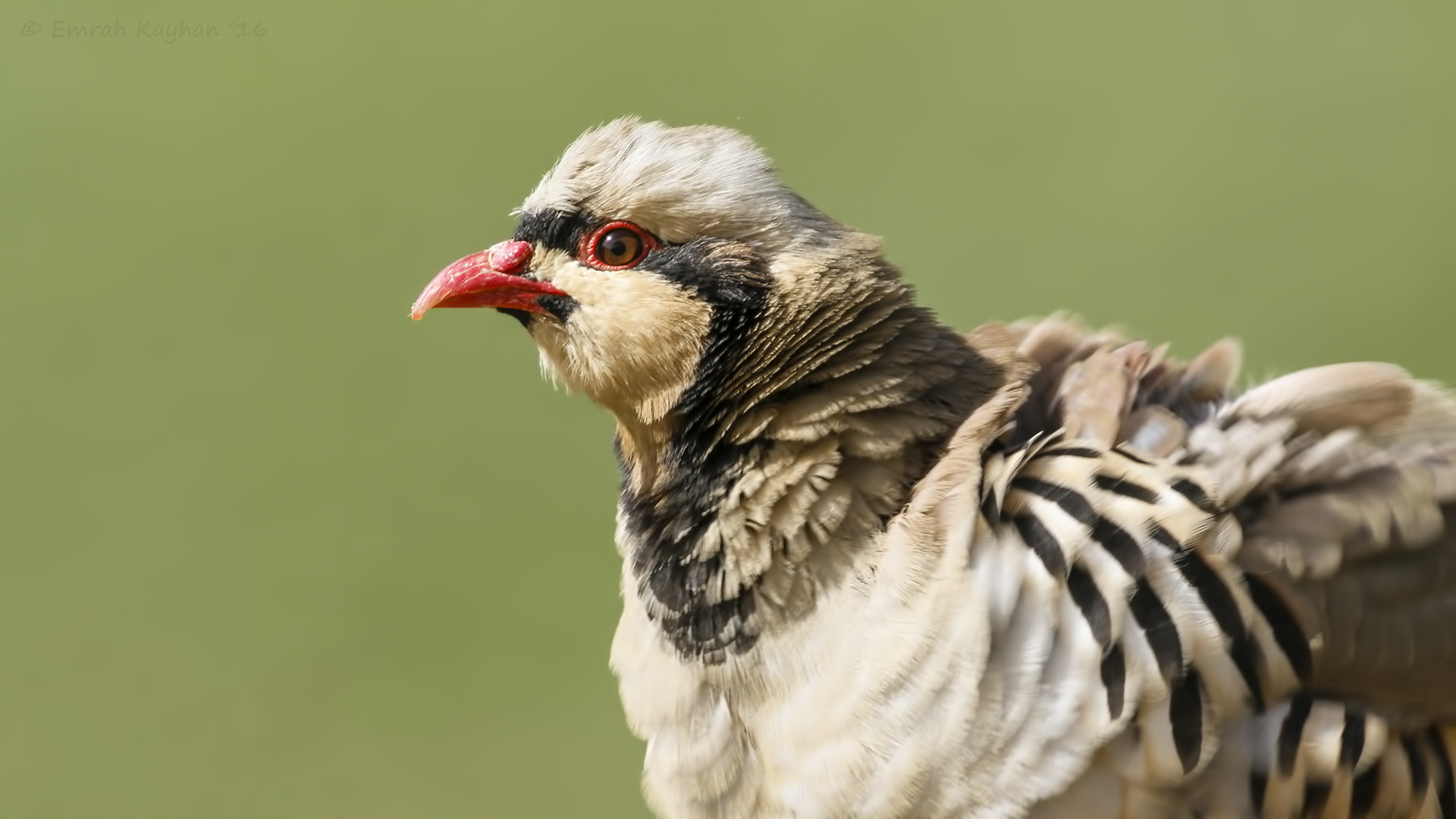 Canon EOS 7D + Canon EF 400mm F5.6L USM sample photo. Chukar partridge photography