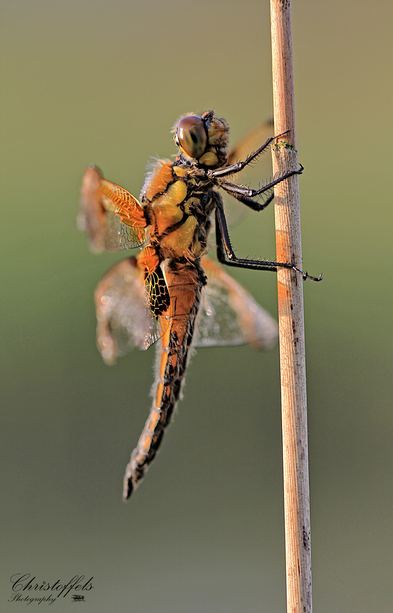 Sigma APO Macro 150mm f/2.8 EX DG HSM sample photo. Sunbathing photography